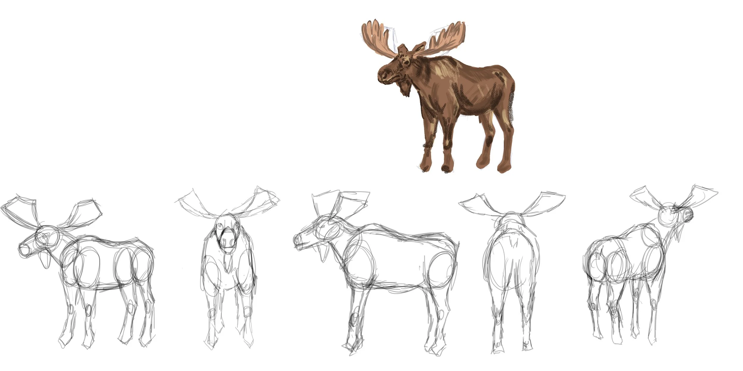 Step-by-step drawing tutorial illustrating the process of sketching and coloring a moose, with a finished colored moose at the top and five rough sketches of the moose's different angles at the bottom.
