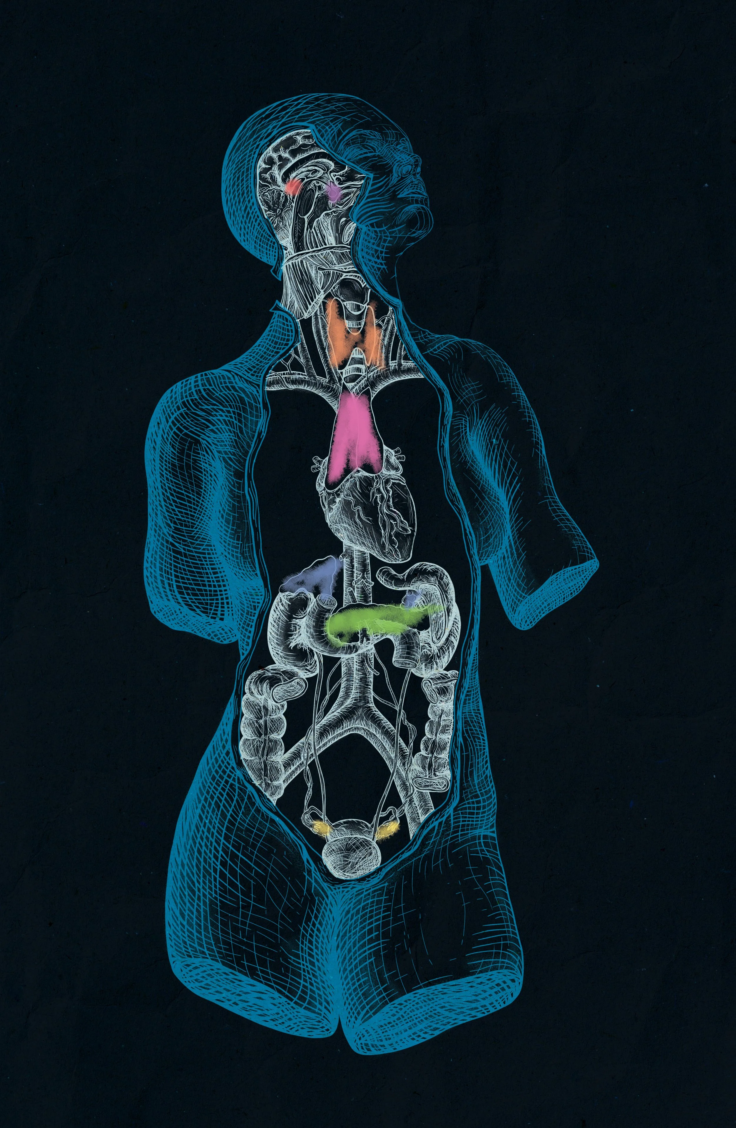 Digital illustration of a human body with an outline revealing internal organs, including the brain, lungs, heart, stomach, intestines, and urinary bladder, depicted in bright colors on a dark background.