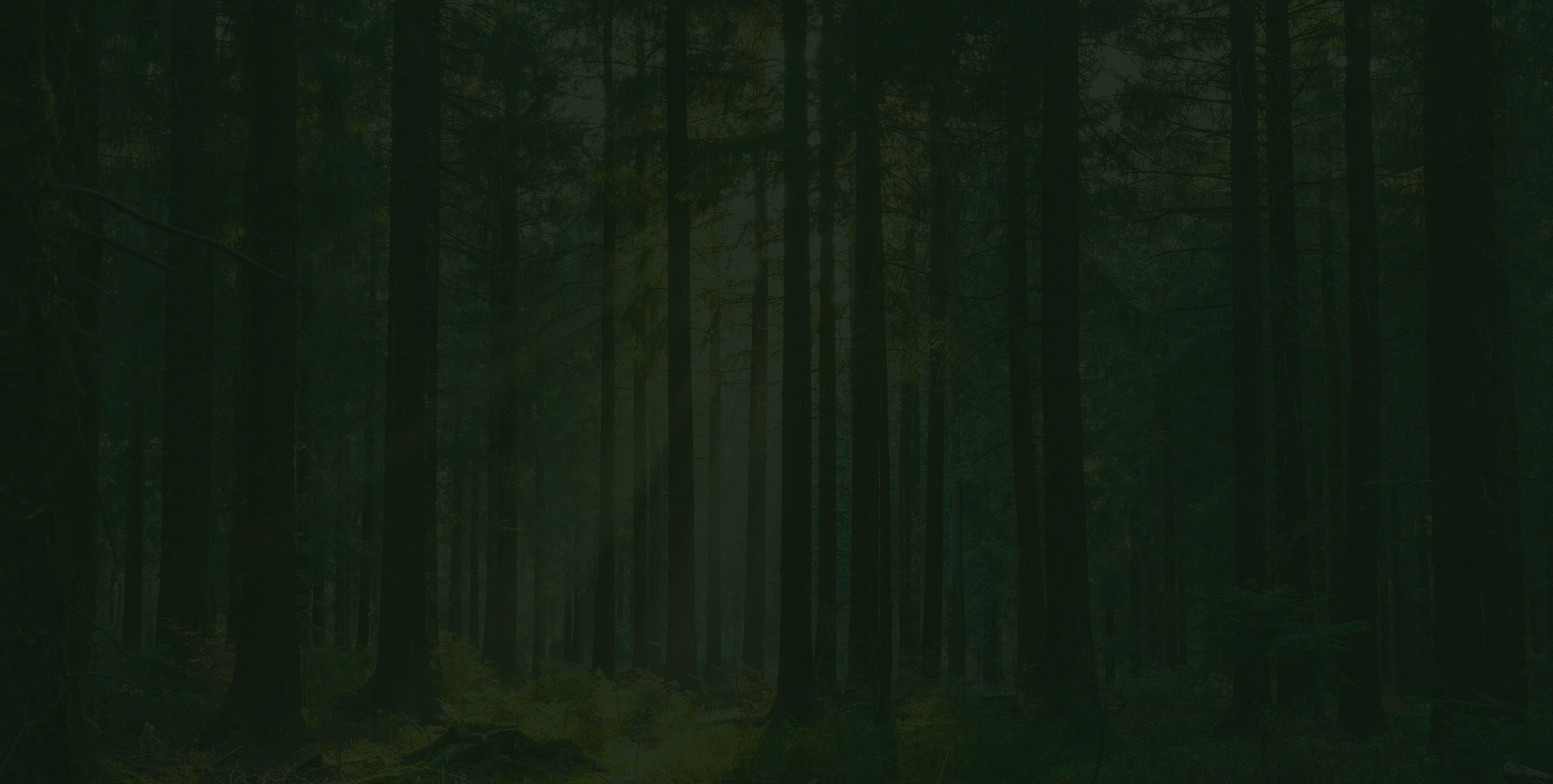 Dense forest with tall trees and dim lighting.