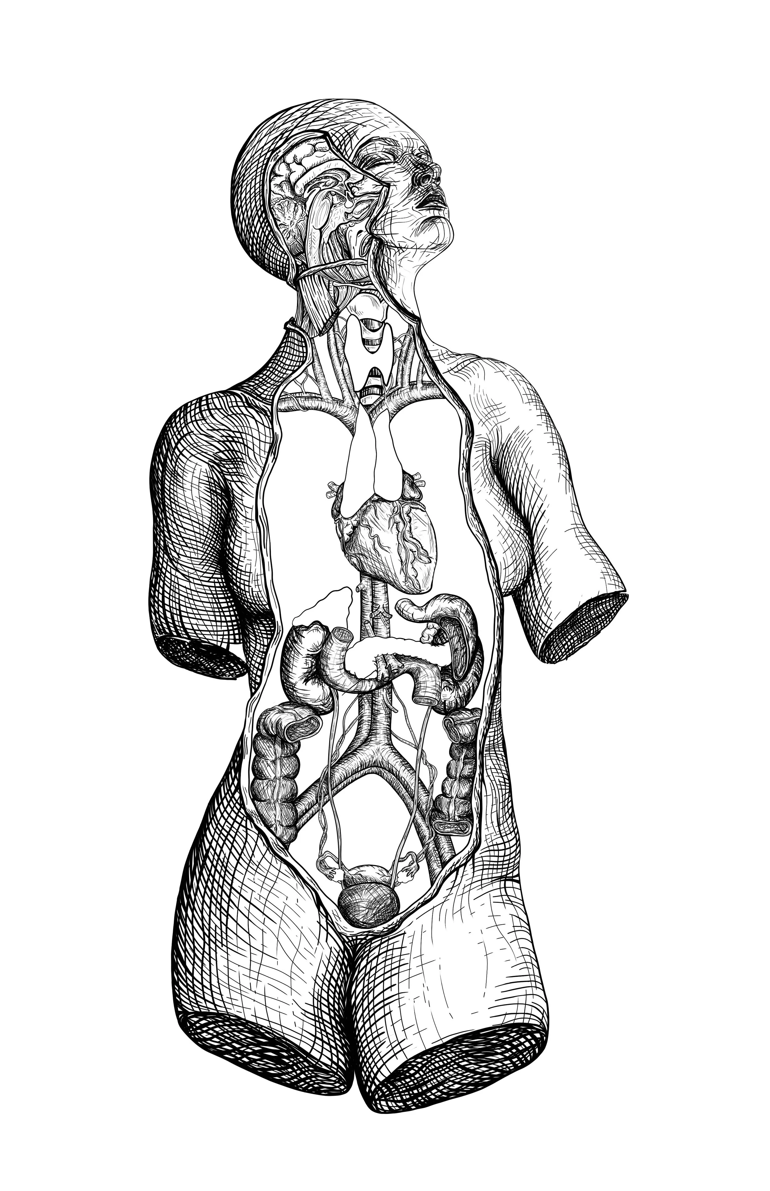 Black and white illustration of the human anatomy showing internal organs and musculature, with a focus on the head, chest, and abdomen.