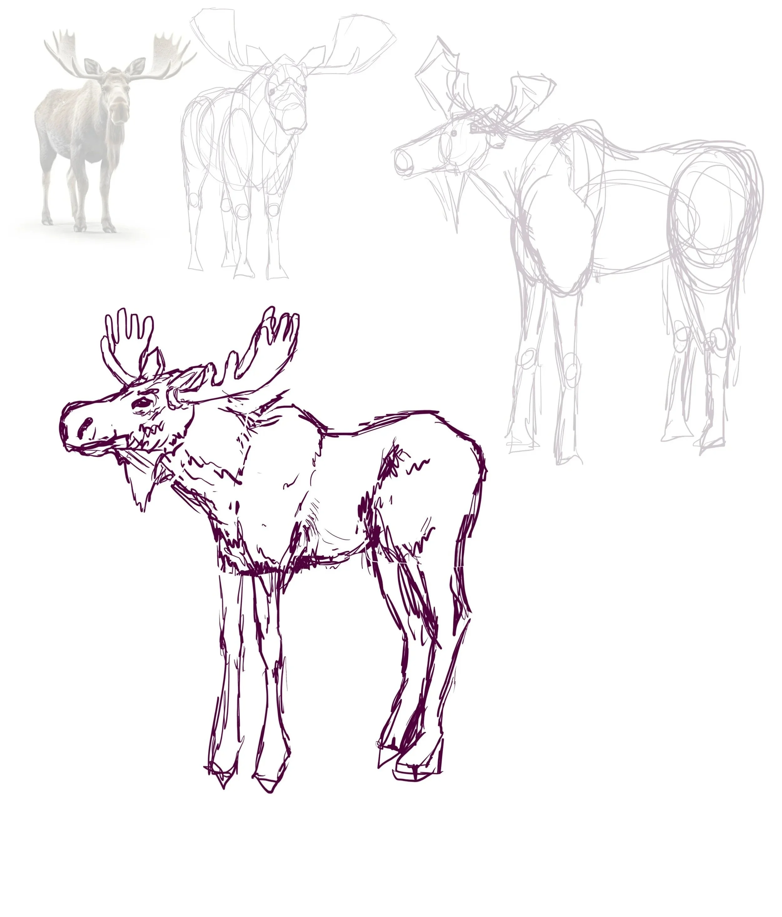 Sketches of various animals, including a moose with antlers, and a drawing of a moose in progress, including color and line sketches.