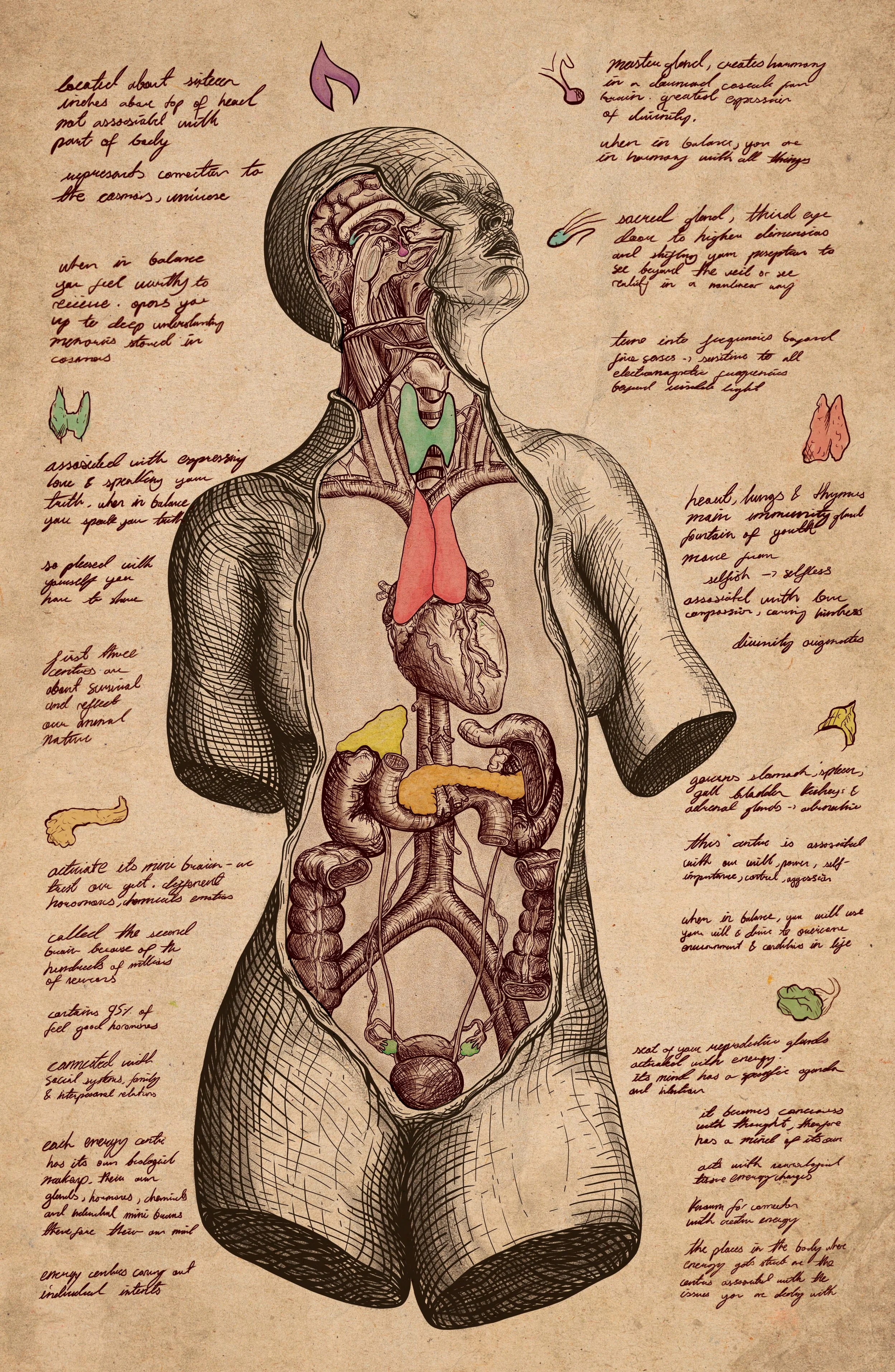 An anatomical illustration of the human body with handwritten notes describing various parts and functions, including the brain, heart, lungs, stomach, and intestines.