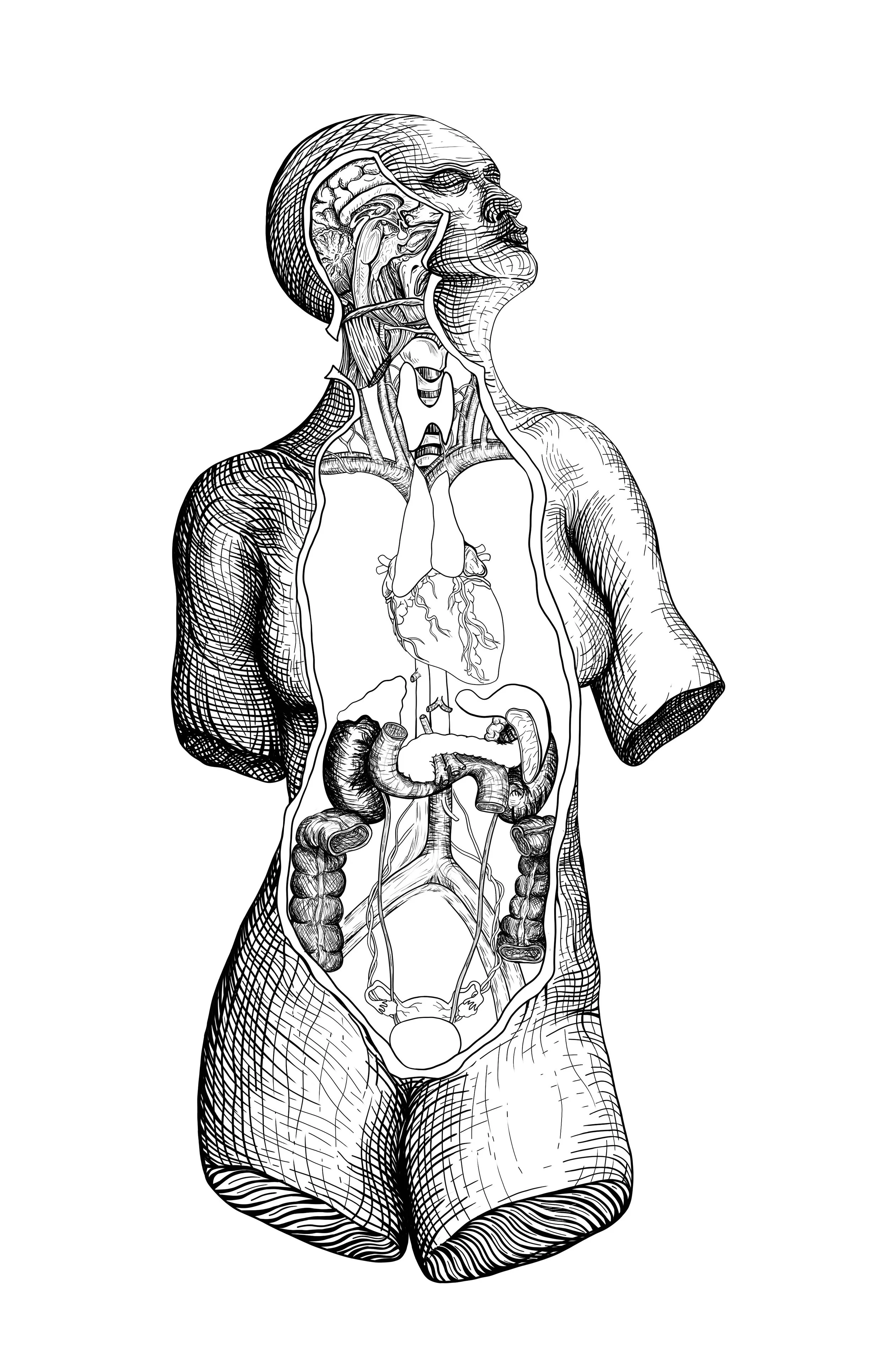 Line drawing of a human body with internal organs and anatomy visible, including the brain, lungs, heart, stomach, and intestines.
