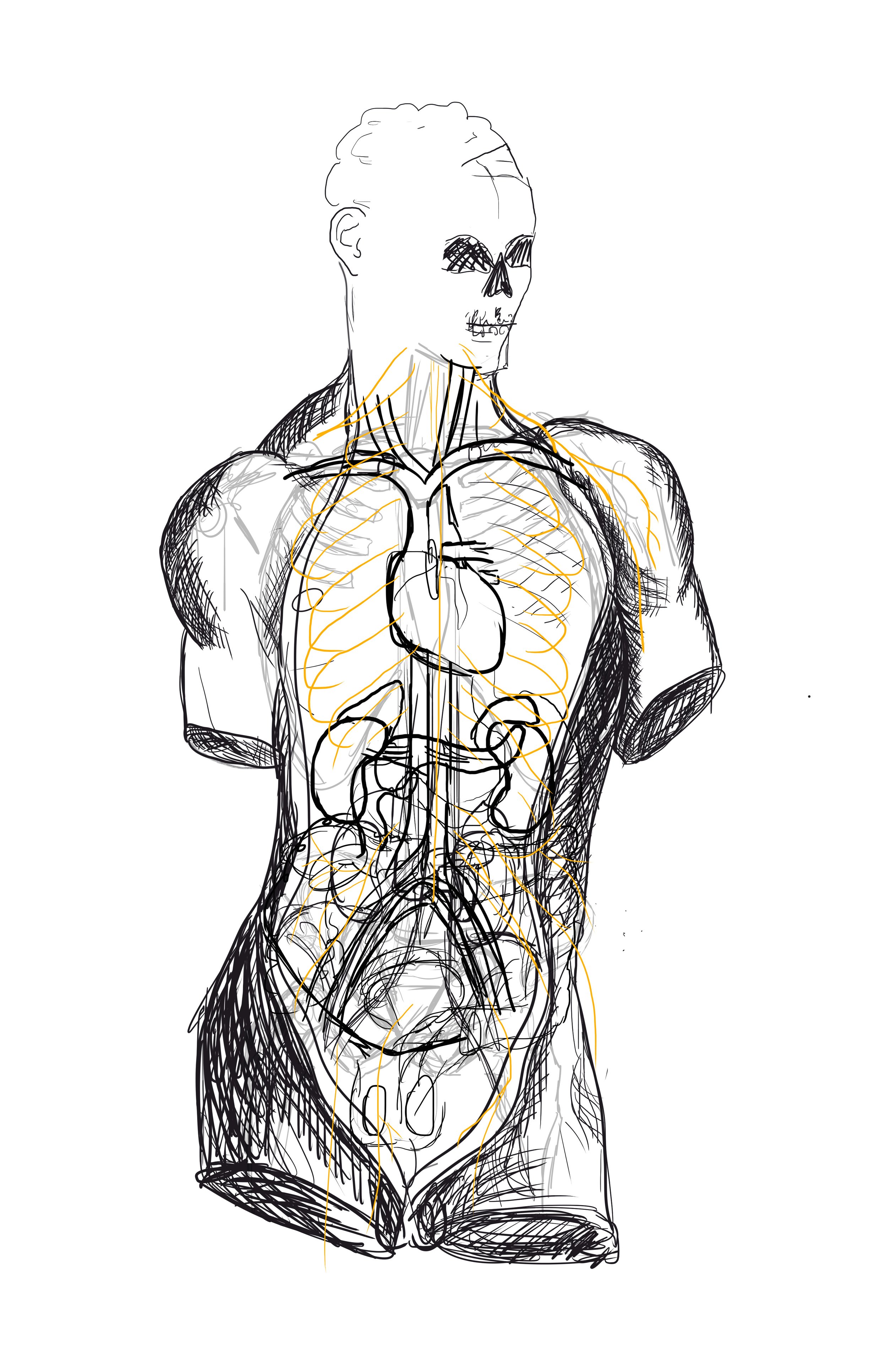 A sketch of a human bust with a transparent overlay of the internal anatomy, showing the skeleton, muscles, and major internal organs like the heart and lungs.