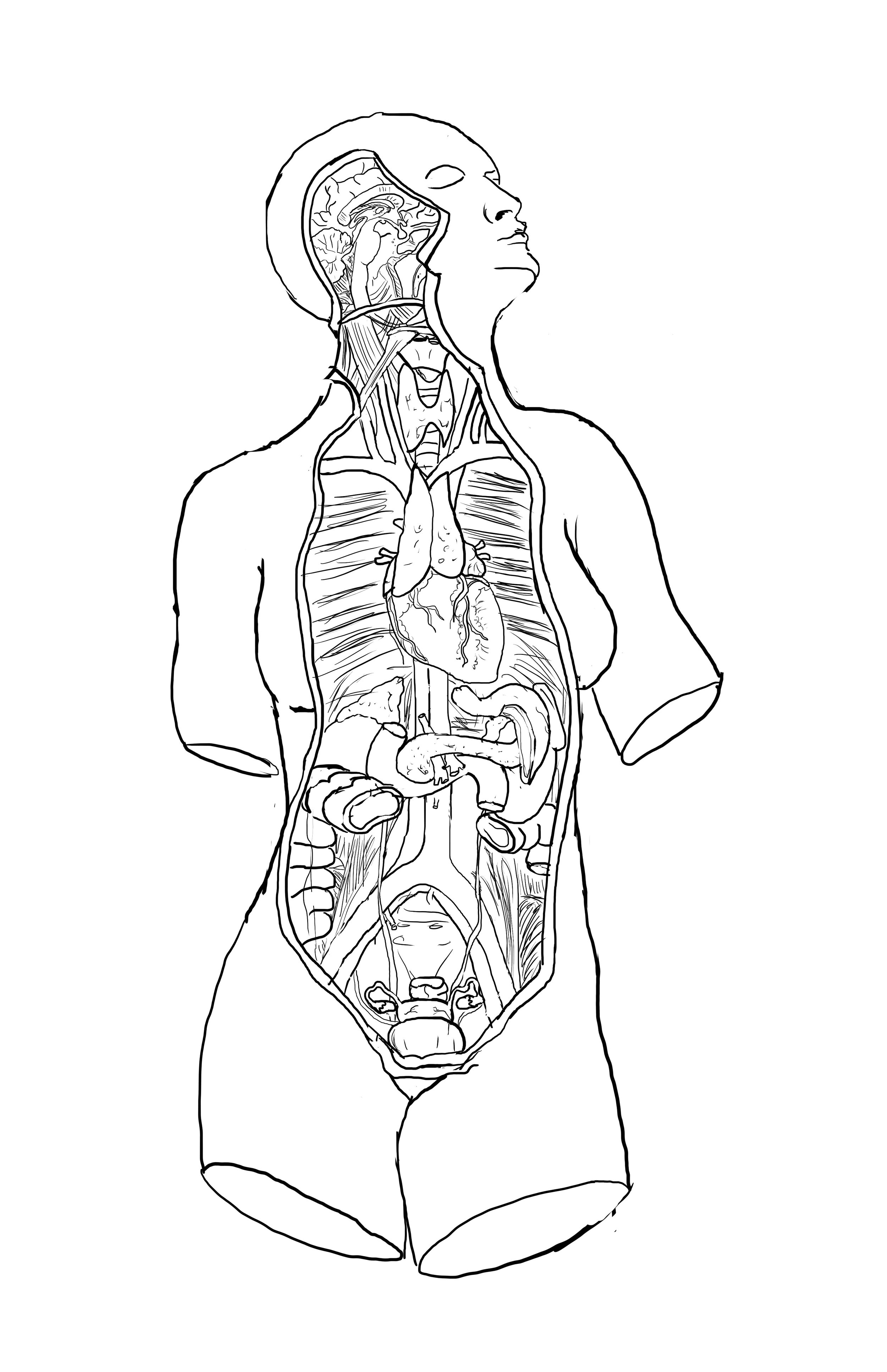 Line drawing of a person with the outer body cut away to show internal organs, including the brain, lungs, heart, stomach, intestines, and bladder.