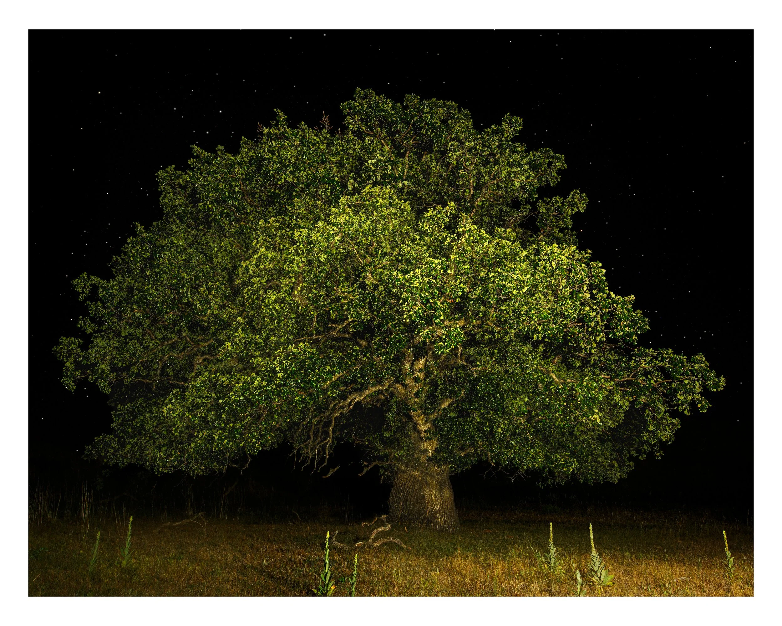 Multiple Exposure of Oak Tree at Night