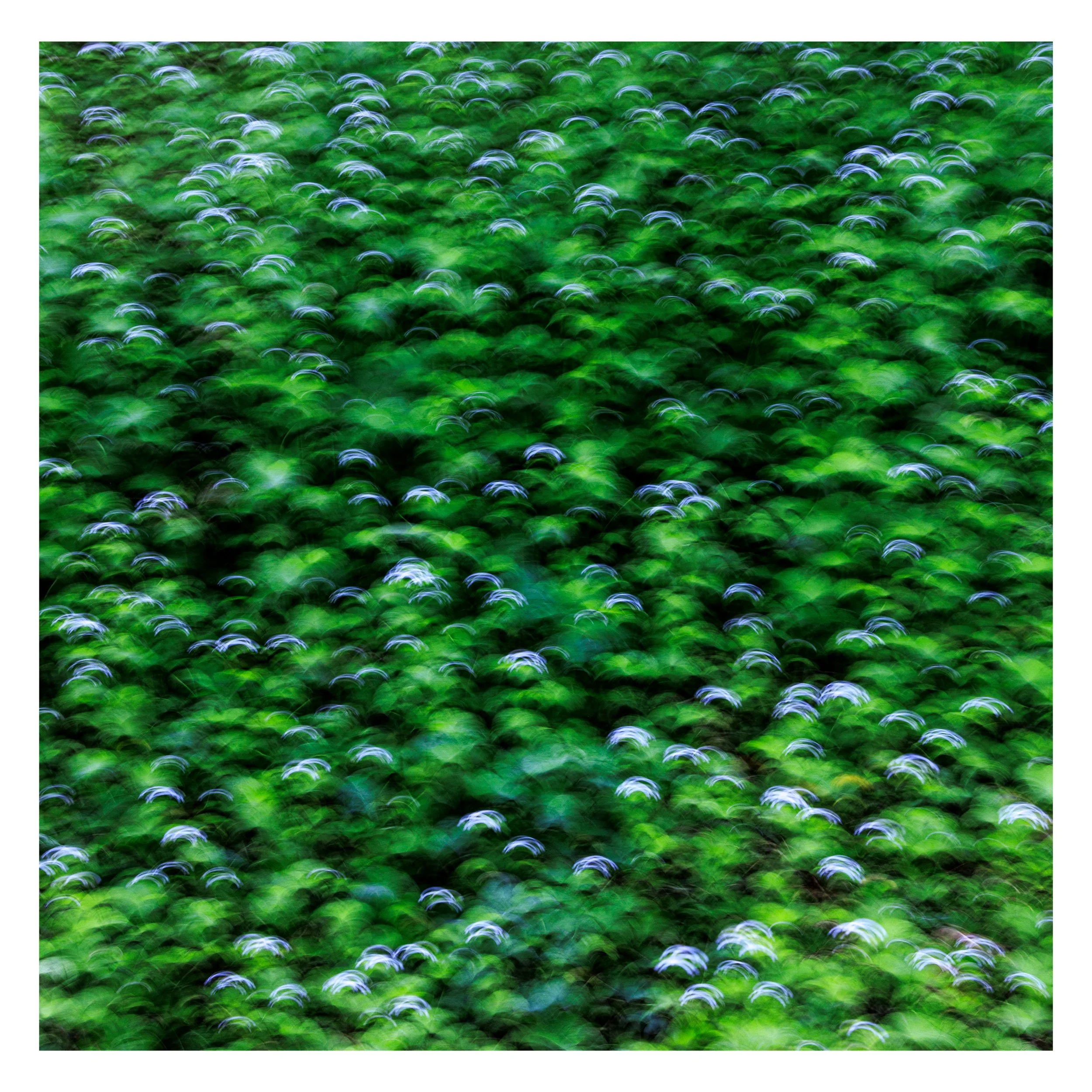 Intentional Camera Movement in Clover