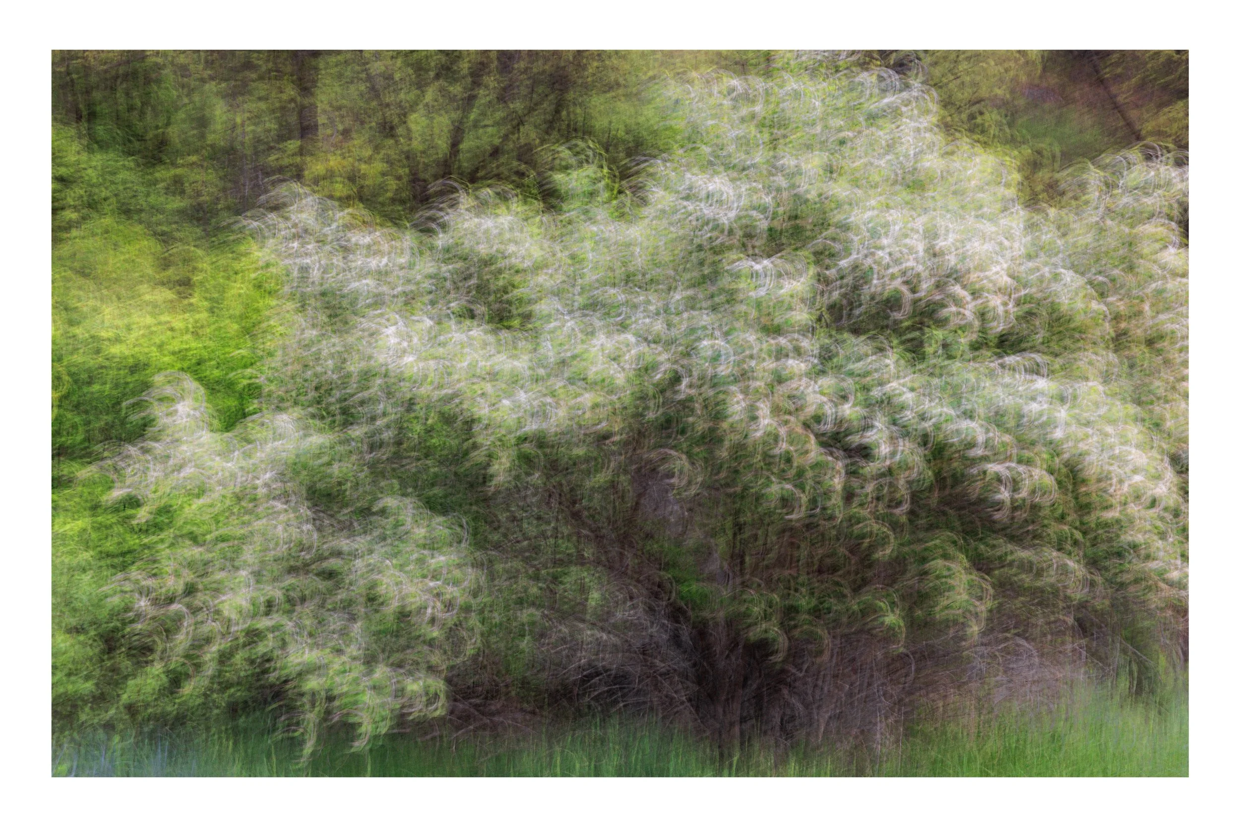 Intentional Camera Movement on Shrub and Blossoms