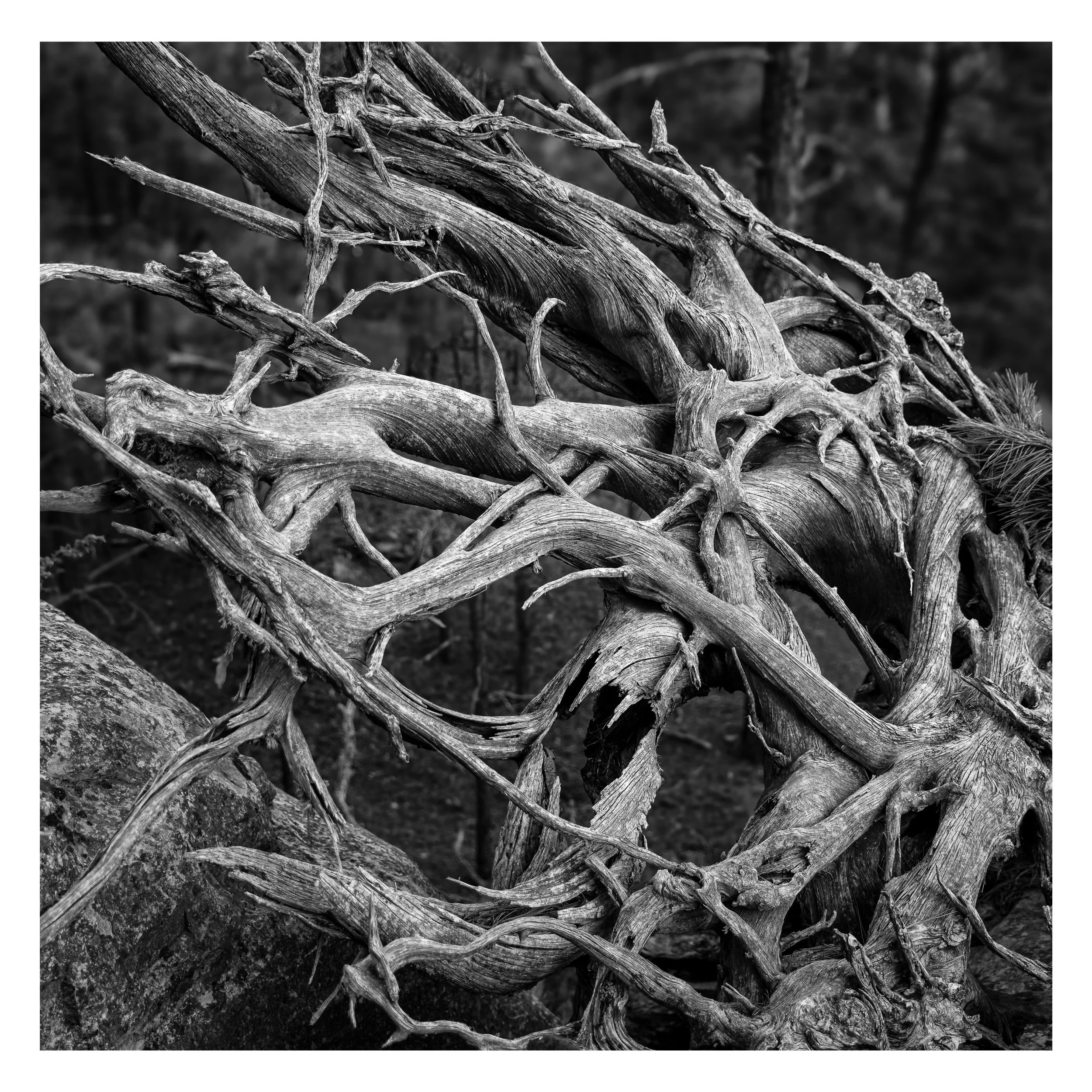 Dead Tree Roots