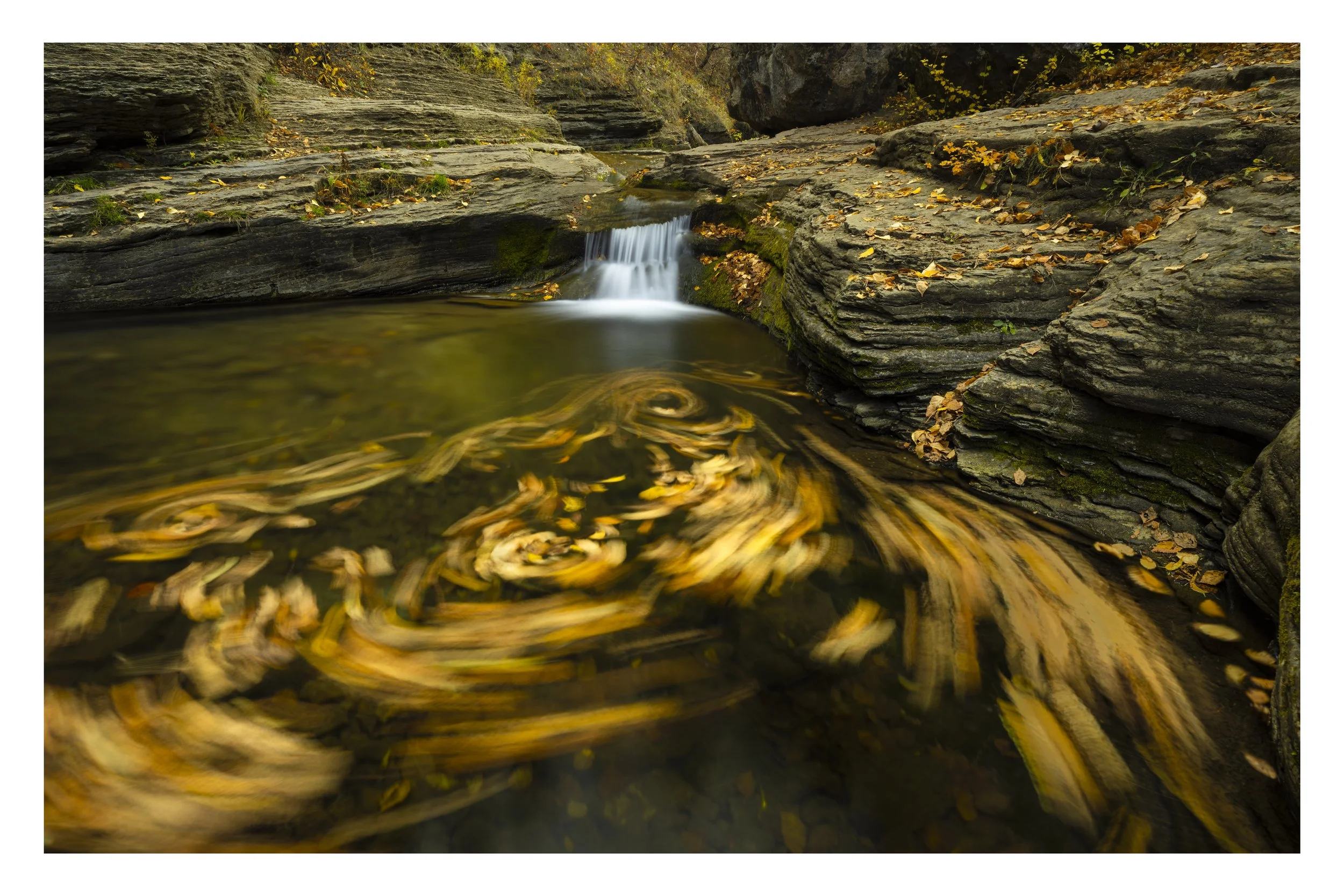Swirling Autumn Leaves in Creek