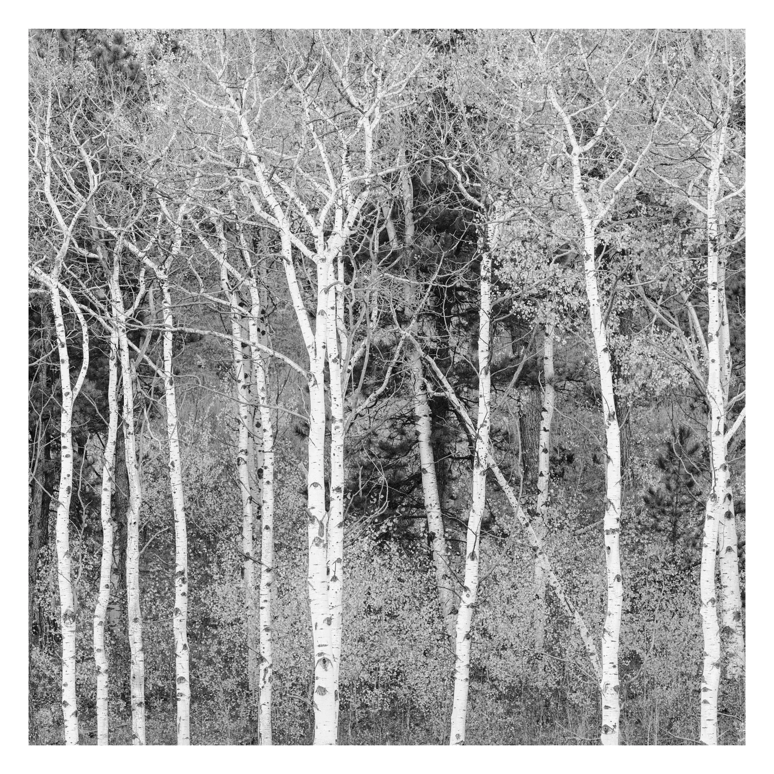 Aspen Grove in Black and White