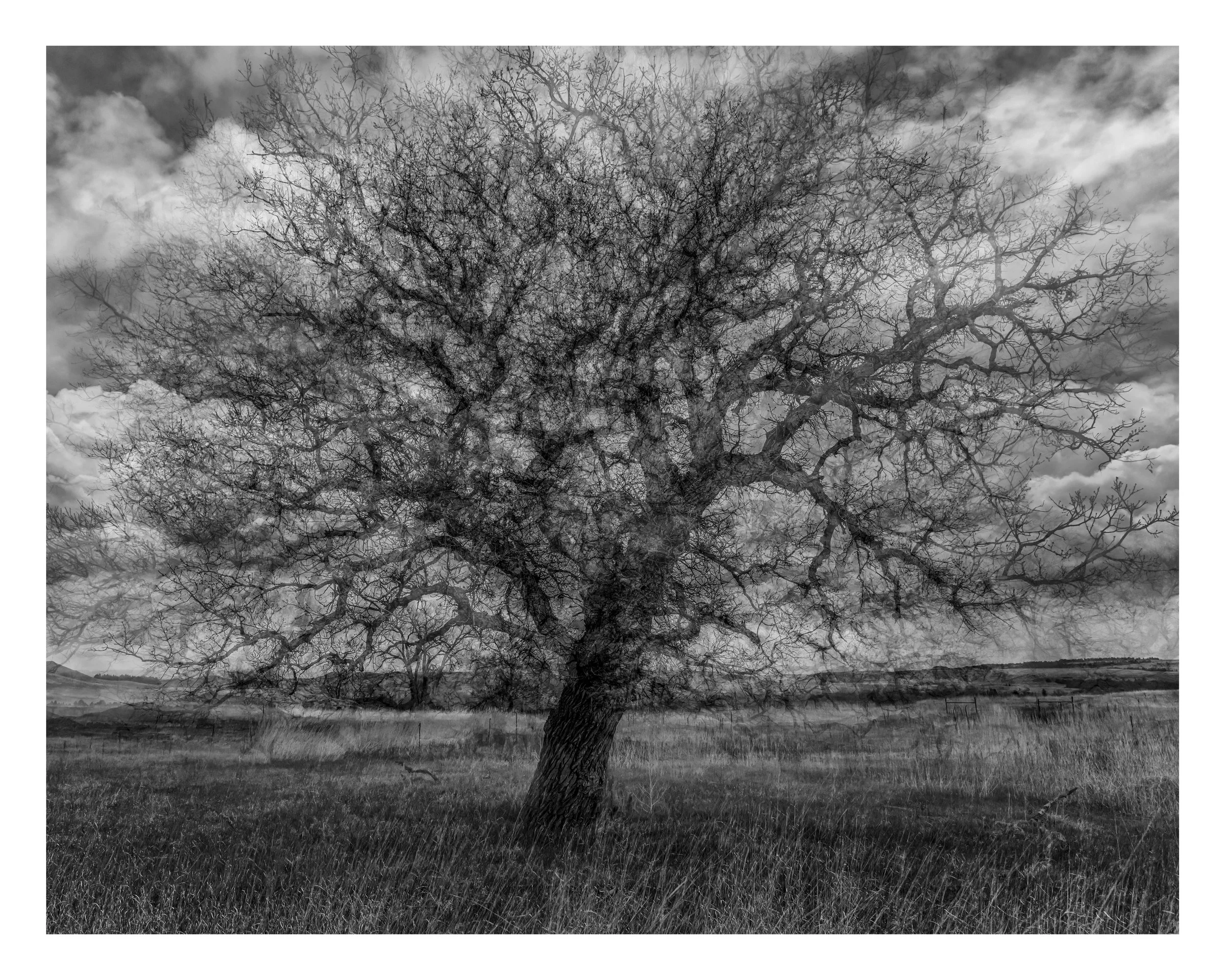 Oak Tree With Mutiple Exposures