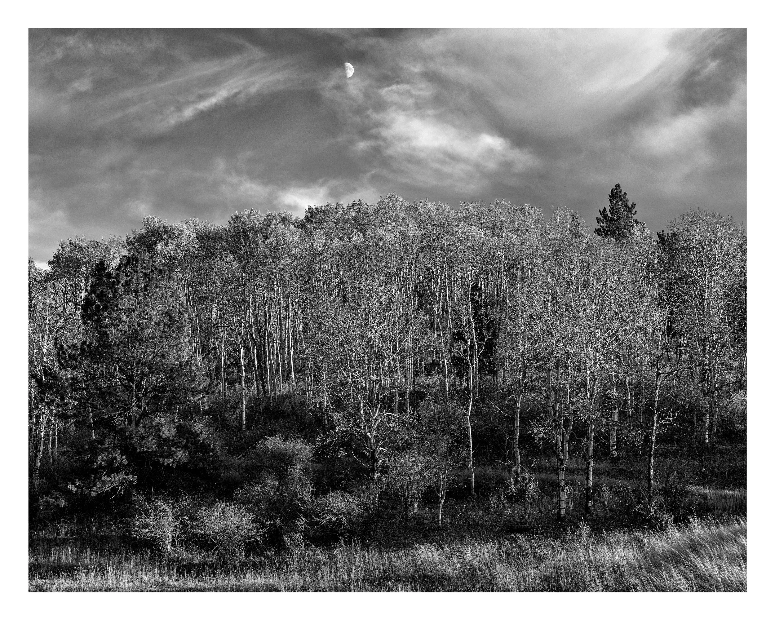Half Moon Over Aspens in Black and White