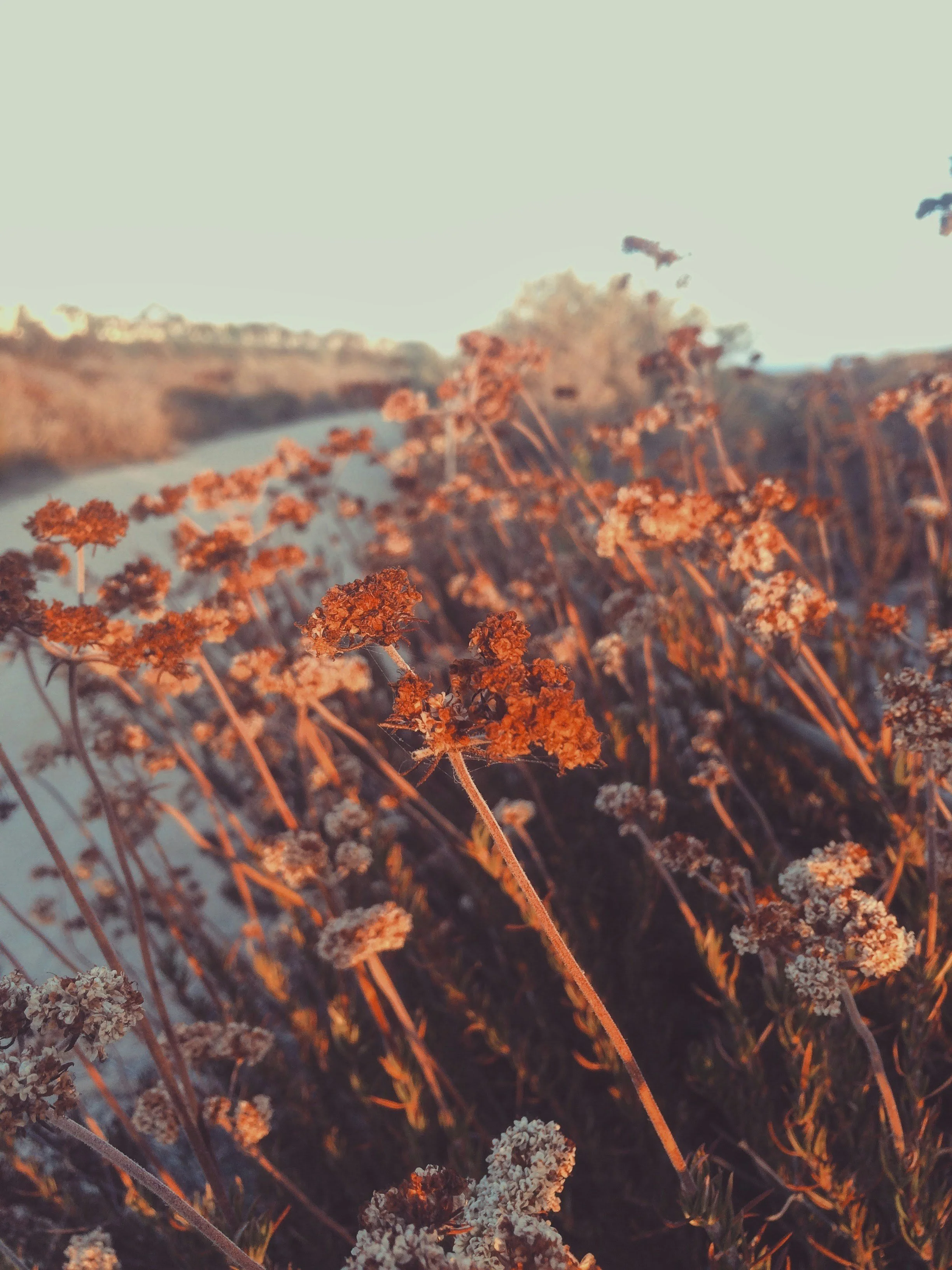 Tall, dry, rust-colored flowers leaning toward river near therapy office