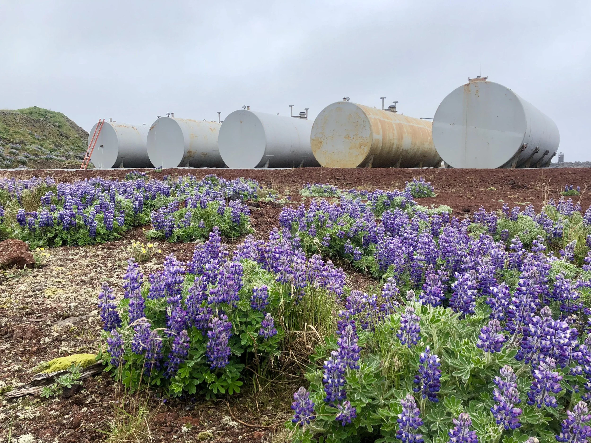 Lupine wildflowers growing near aboveground bulk fuel storage tanks at a remote Alaska tank farm facility