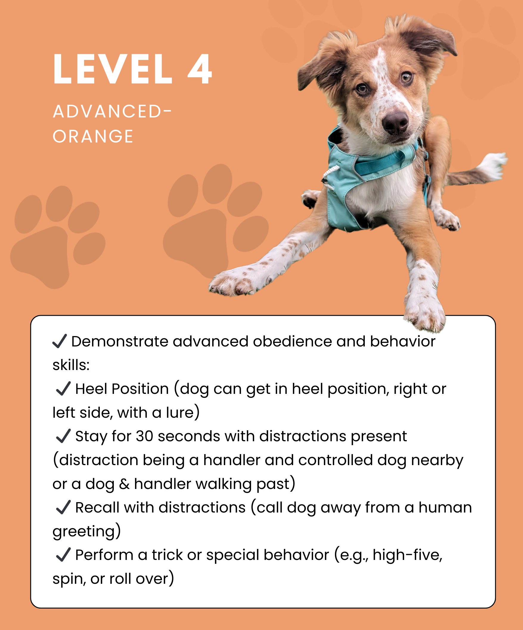 Dog coach levels.png