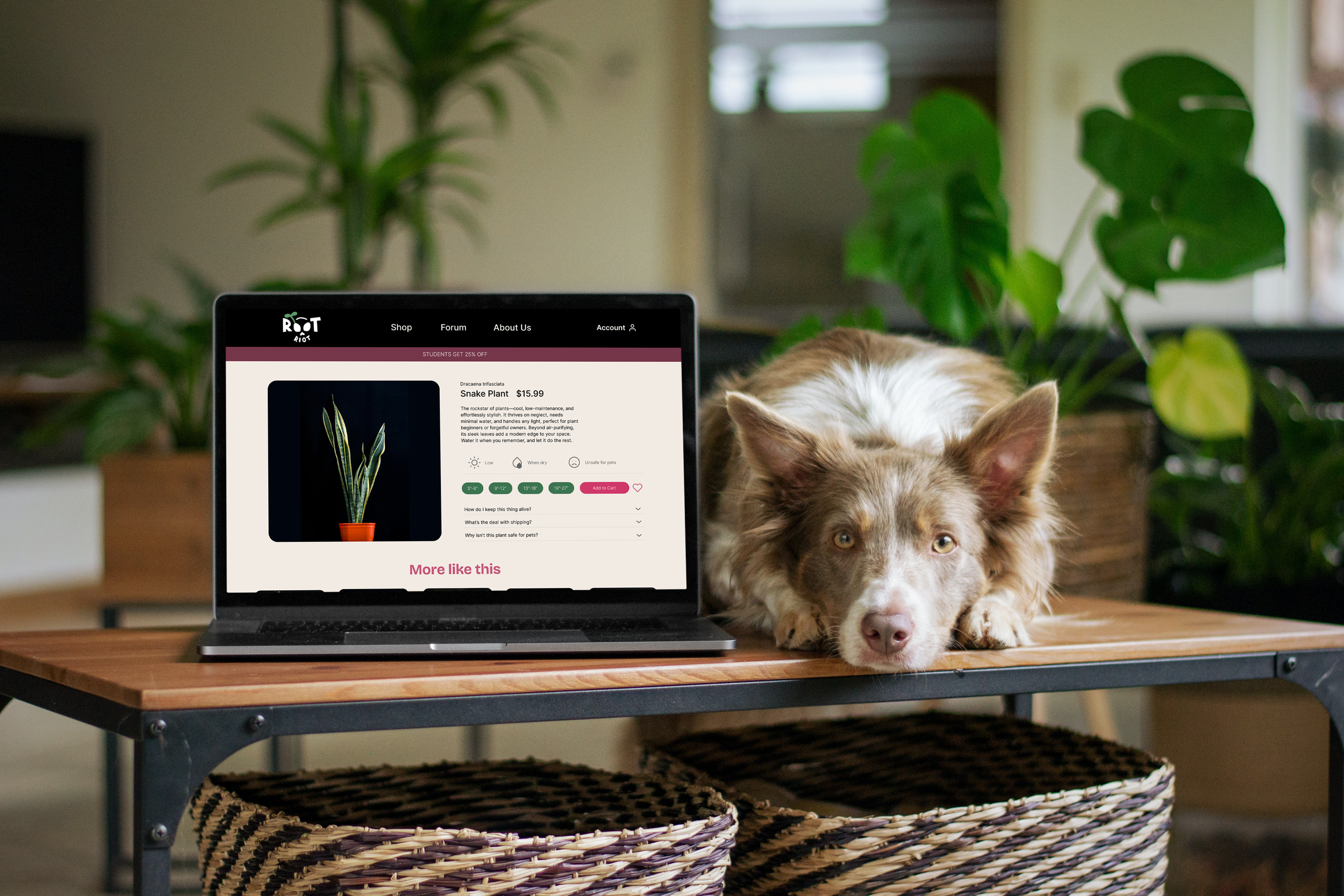 MacBook with Dog Mockup copy.png