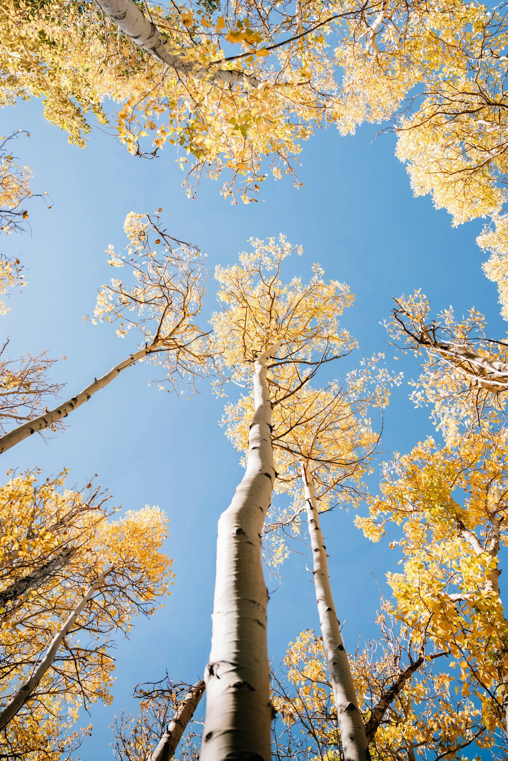Looking up at yellow-leaved trees against a clear blue sky in autumn.