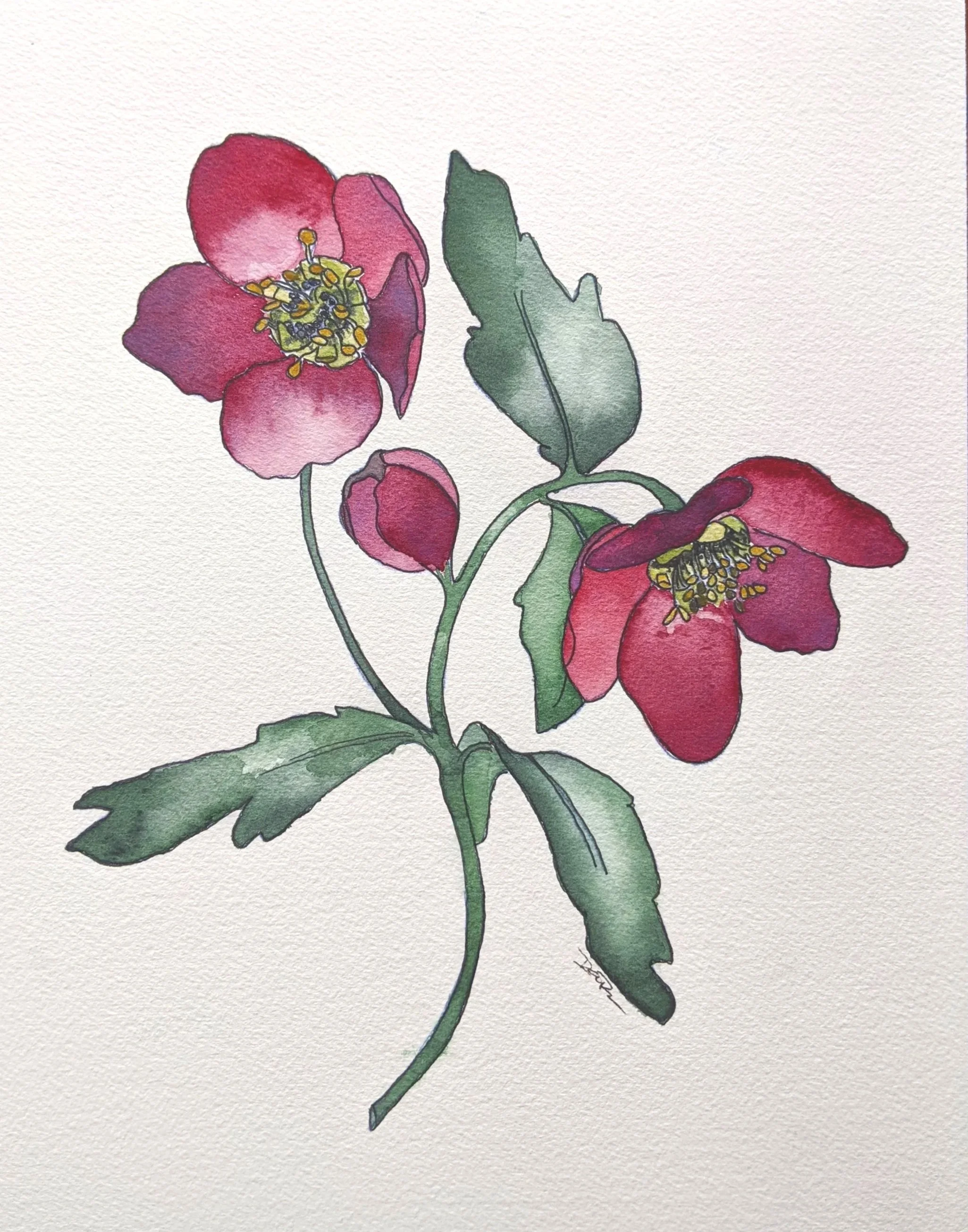 Watercolor on paper
Hellebore Flower
NFS
