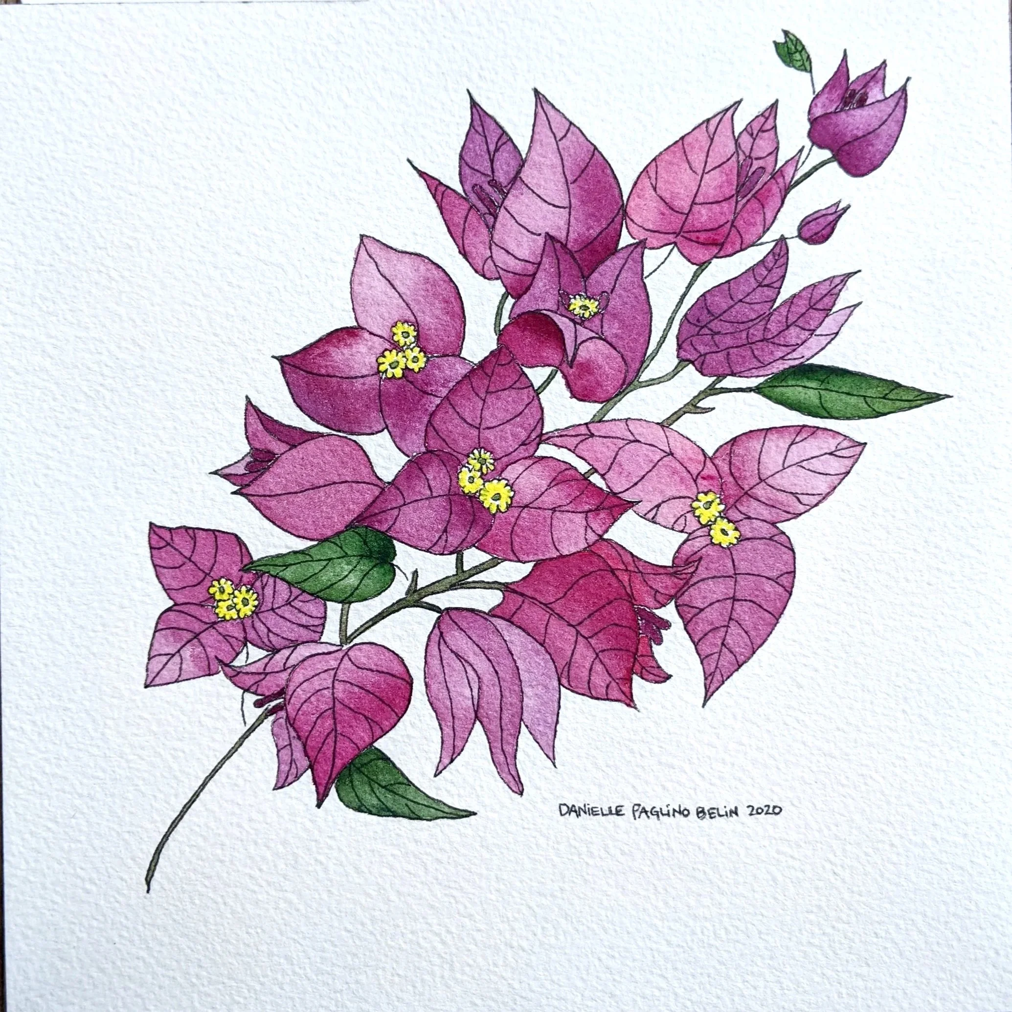 Watercolor on paper
Bougainvillea
SOLD