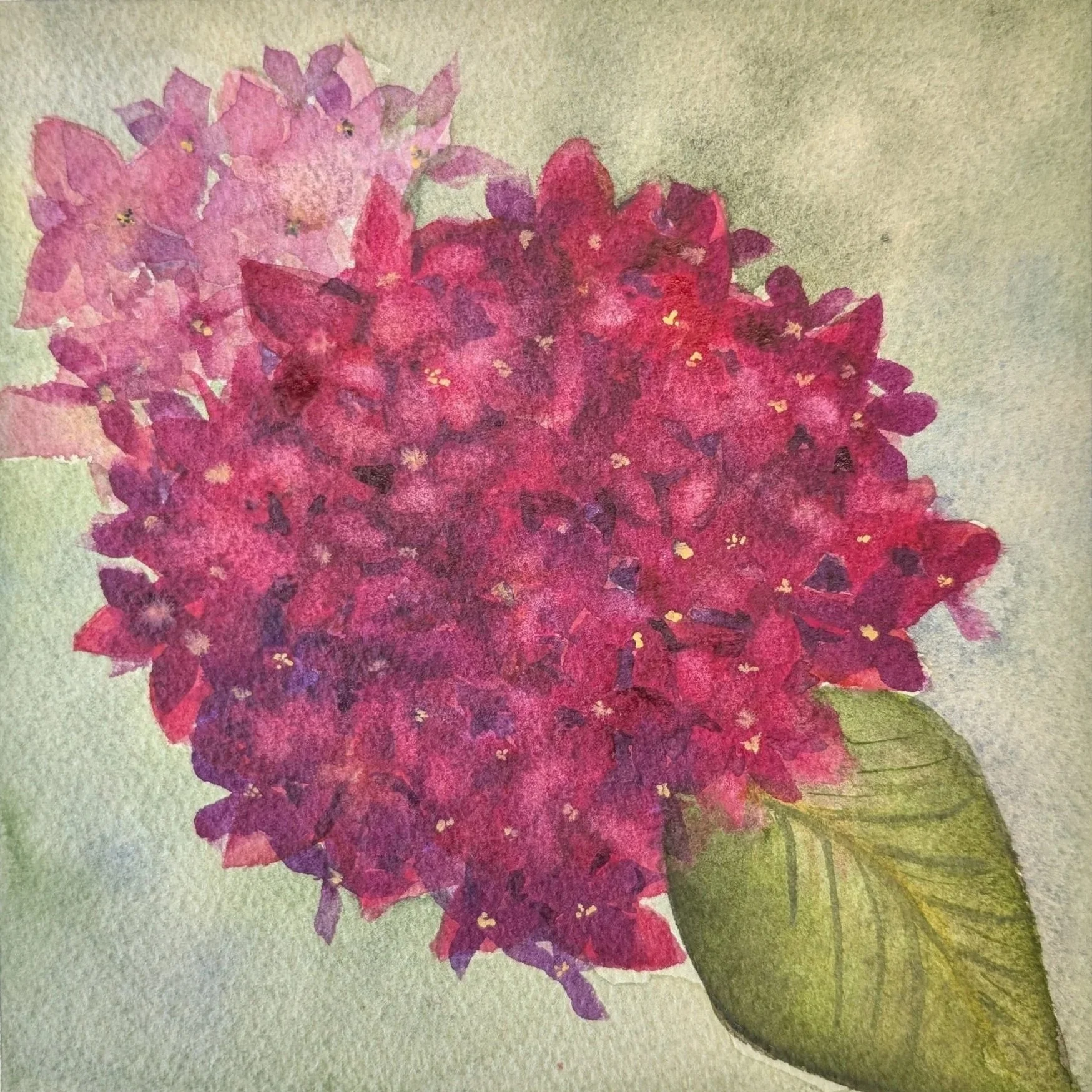 12"x12" Watercolor on paper
Plein Air 
Red hydrangea from Peninsula Perennial Nursery in Northport, MI
SOLD