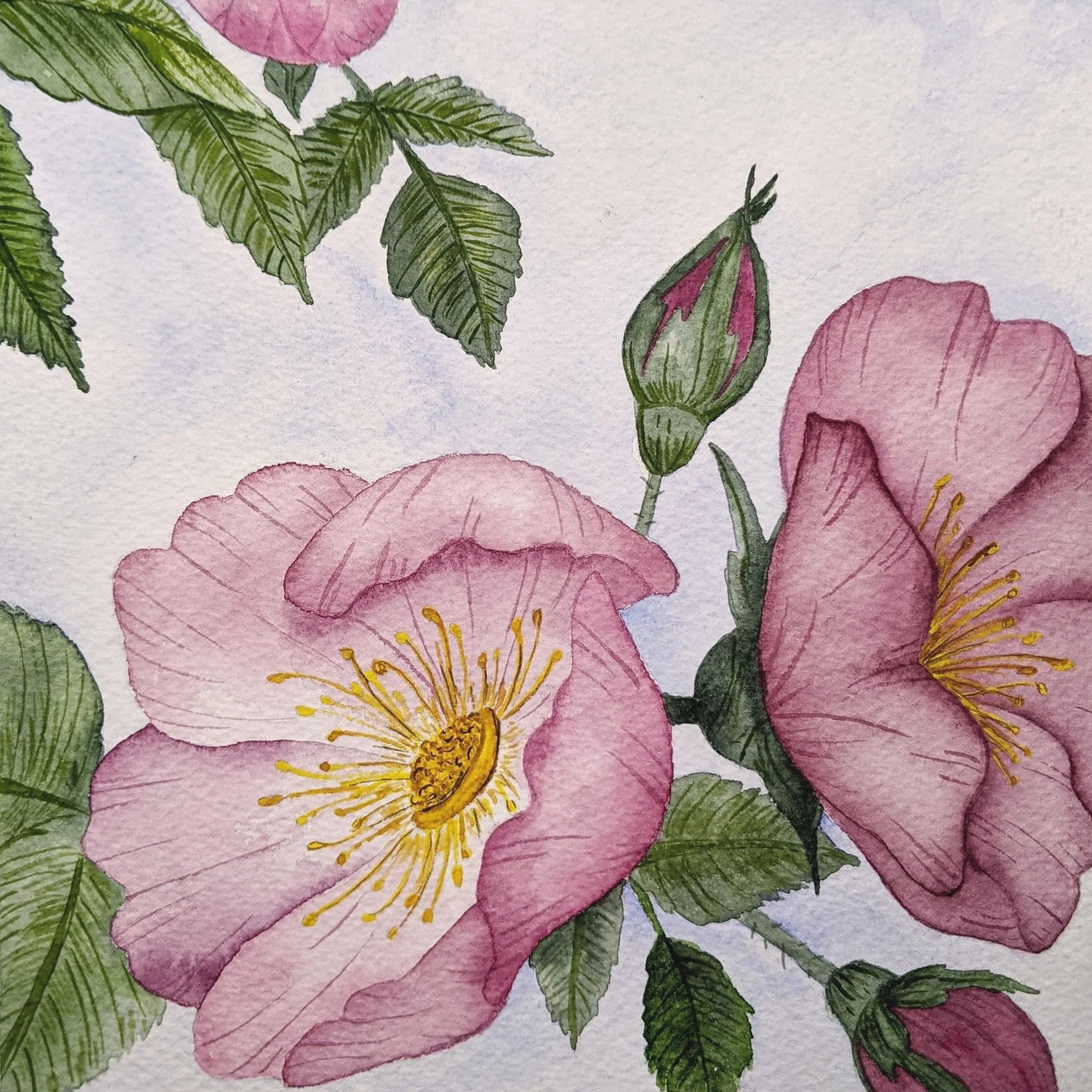 8"x8" Watercolor on paper
Wild Rose 1
COMMISSION