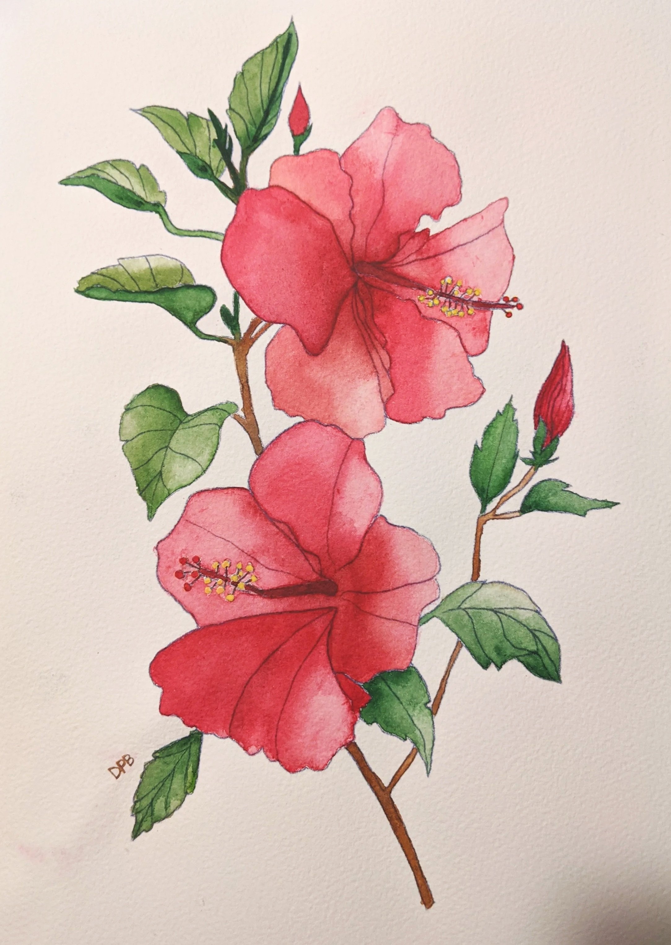 Watercolor on paper
Hibiscus
SOLD