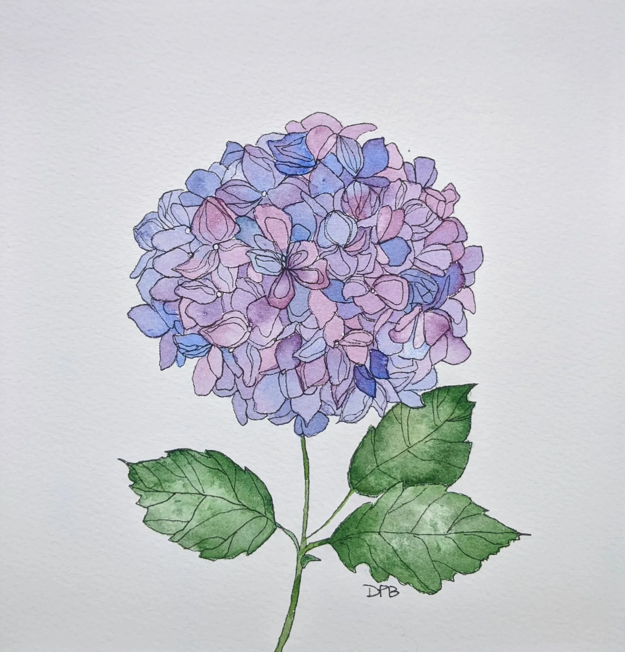 Watercolor on paper
Hydrangea
SOLD