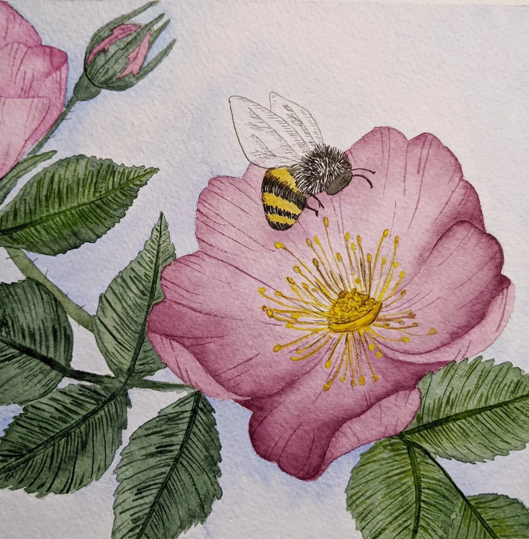 8"x8" Watercolor on paper
Wild Rose 2
COMMISSION