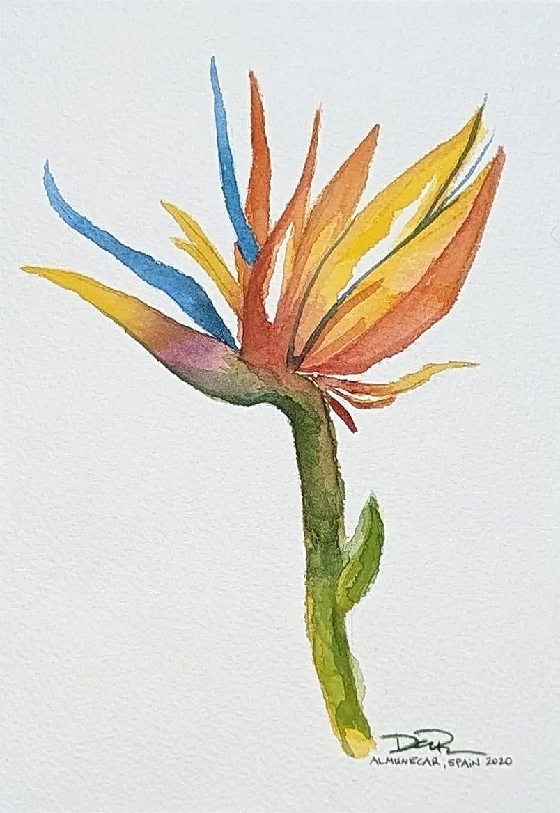 Watercolor on paper
Bird of Paradise
SOLD