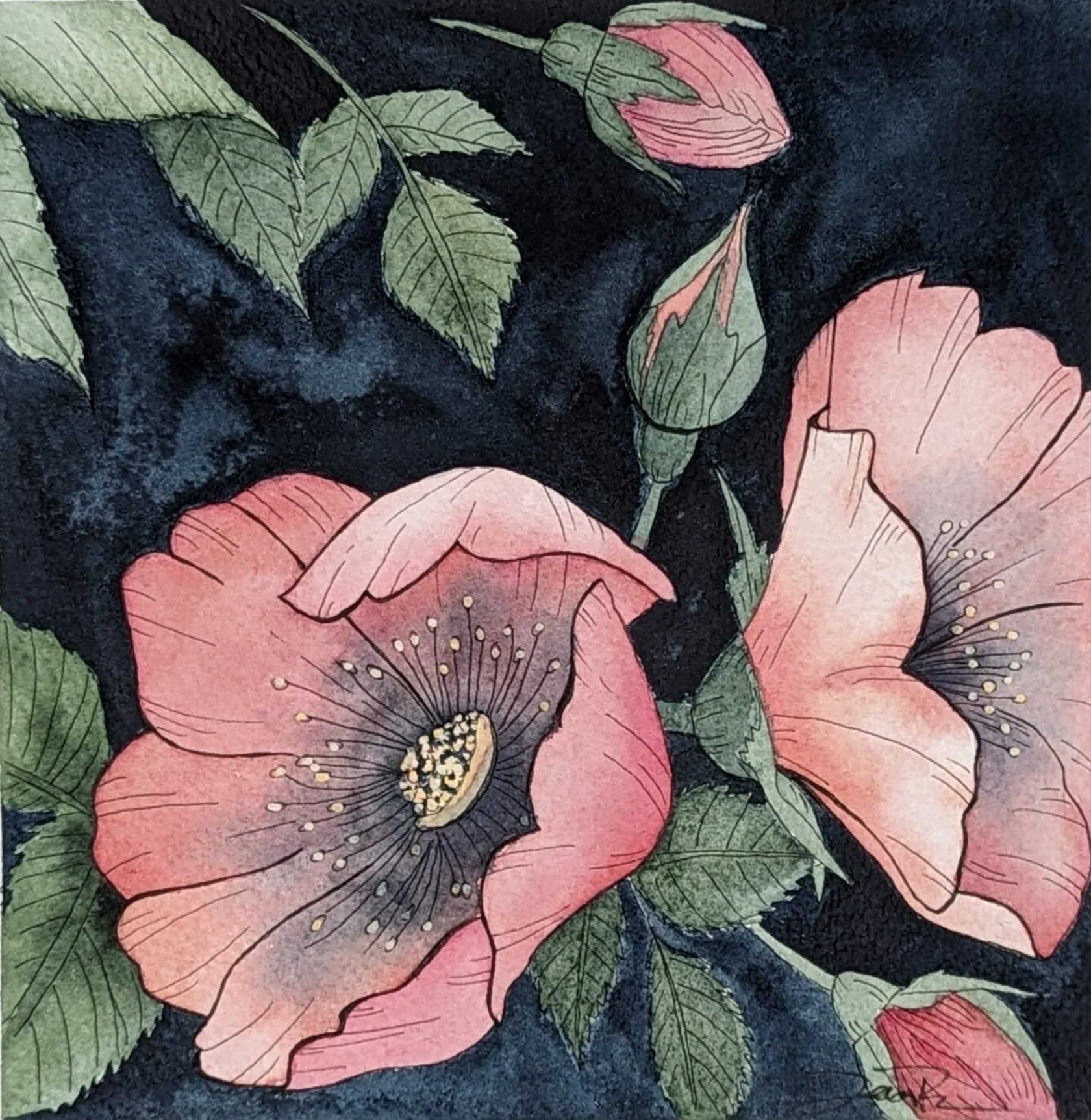 Watercolor on paper
Wild Rose
AVAILABLE