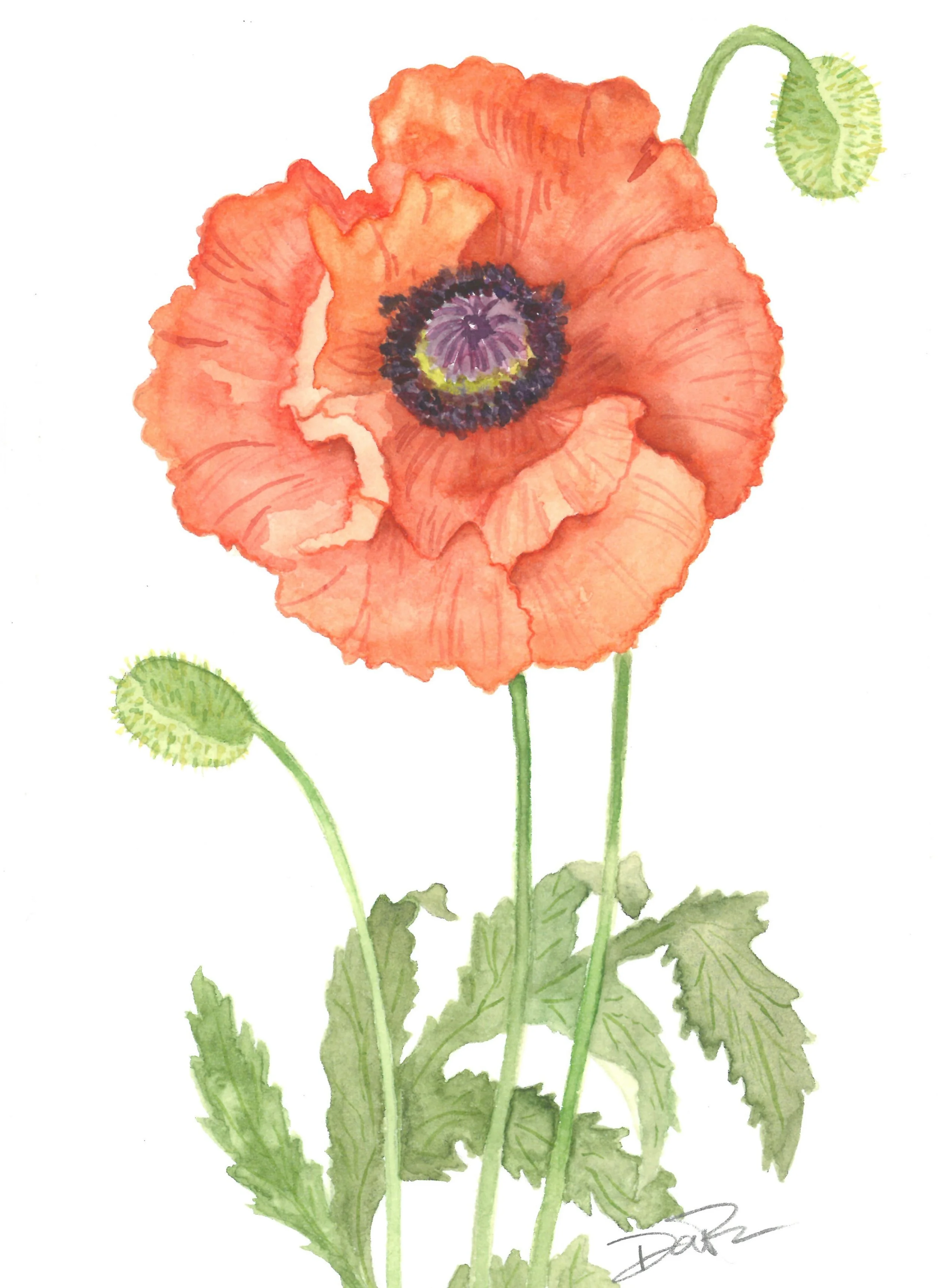 6" x 8" Watercolor
California Poppy
SOLD