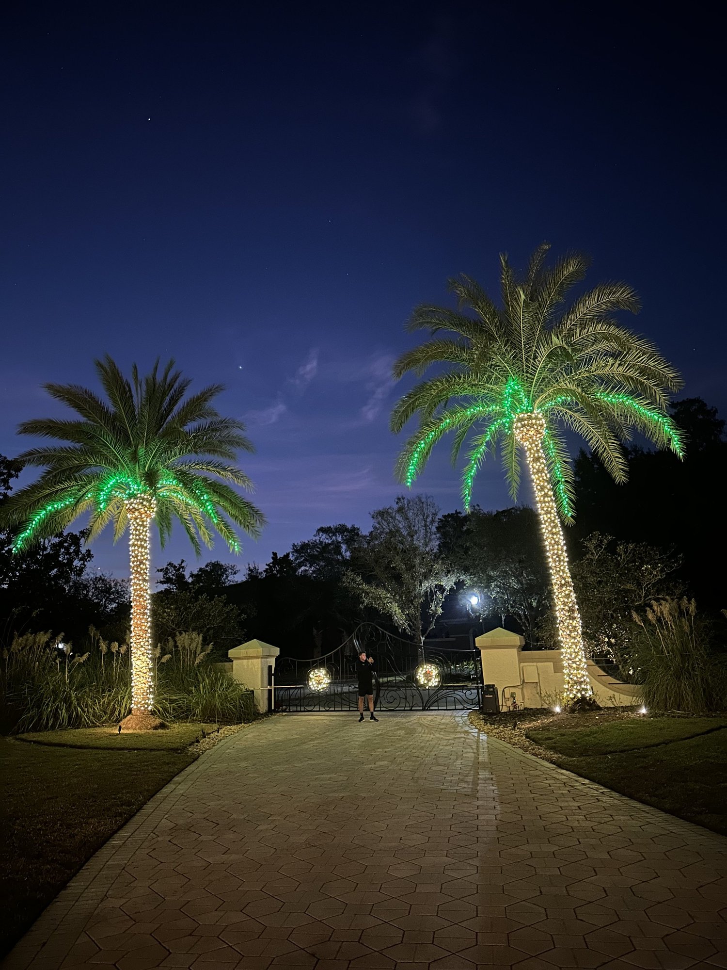 Two tall palm trees illuminated in green holiday lighting