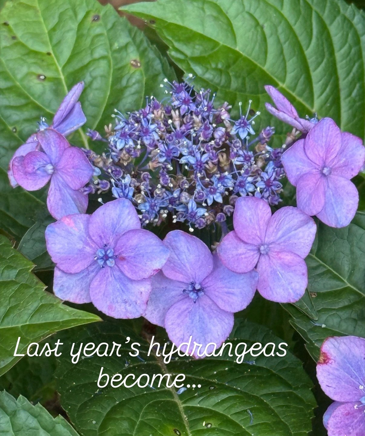 Join my email list and get 15% off my new Winter Garden collection launching Thursday for subscribers. Link in bio.