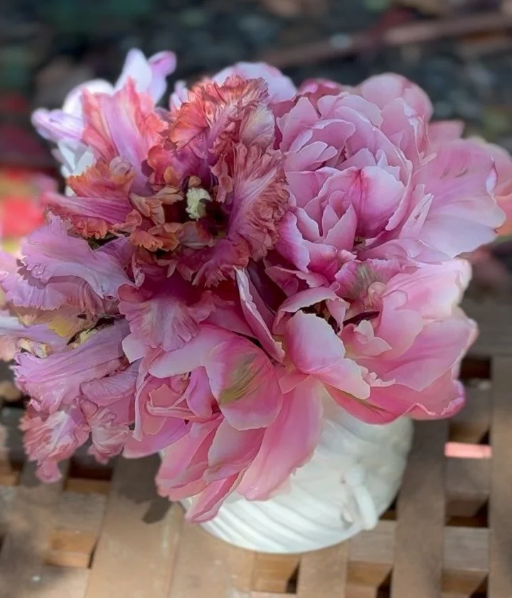 Ruffles from my raised tulip bed today. Can you beat these are tulips! The purple parrot is one of the most beautiful I&rsquo;ve ever grown. 
#parrottulips #springflowers #kareysflowershop