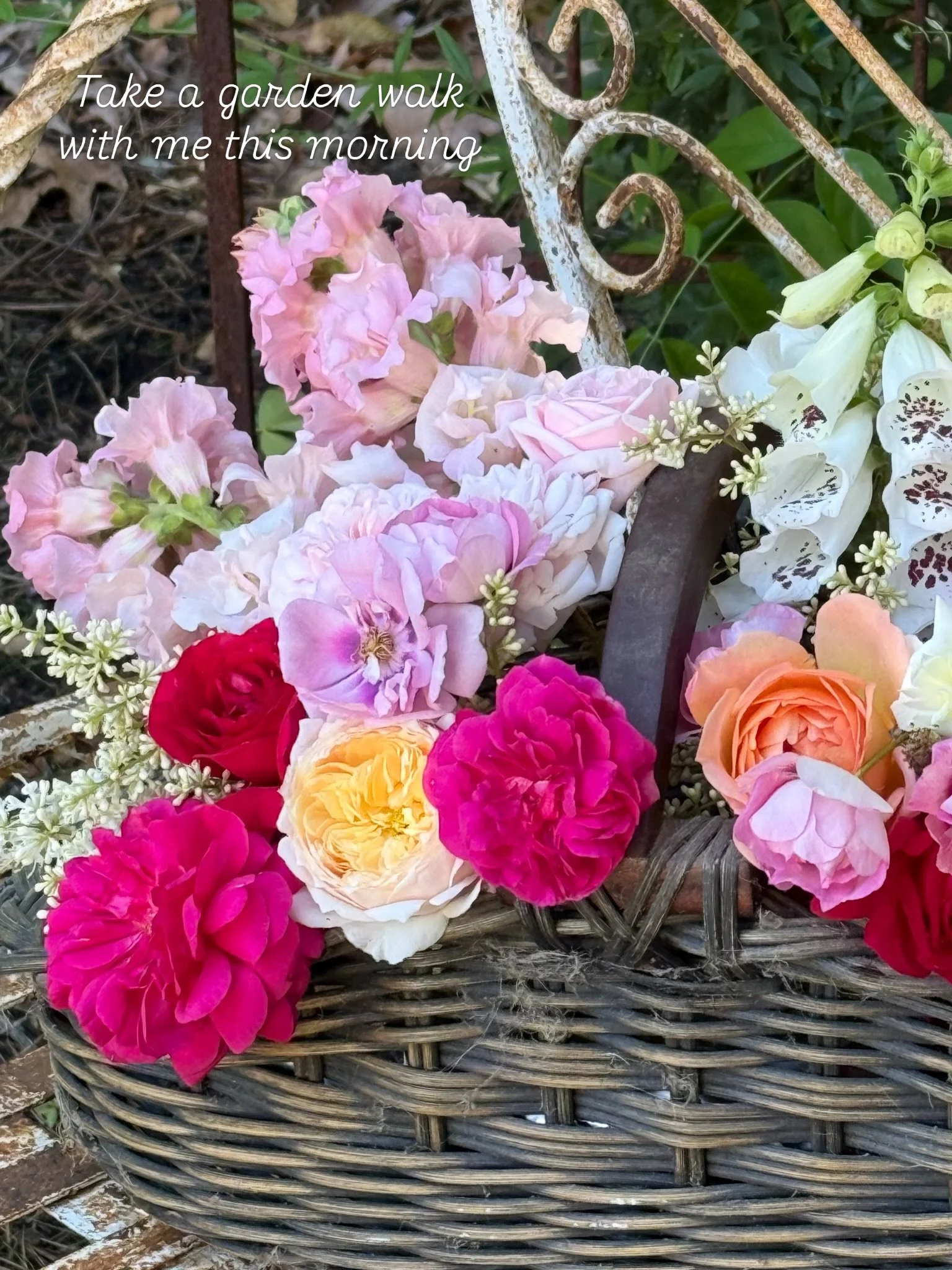 I tour my garden almost every day; looking for new blooms, plants that need attention and pests. Today the new roses were popping!