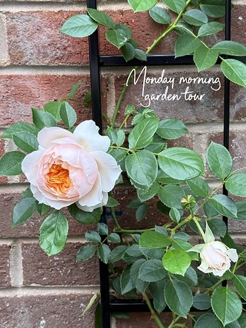 Take a walk with me while I check to see what&rsquo;s growing in my garden. Sound on for lots of bird songs 🌸