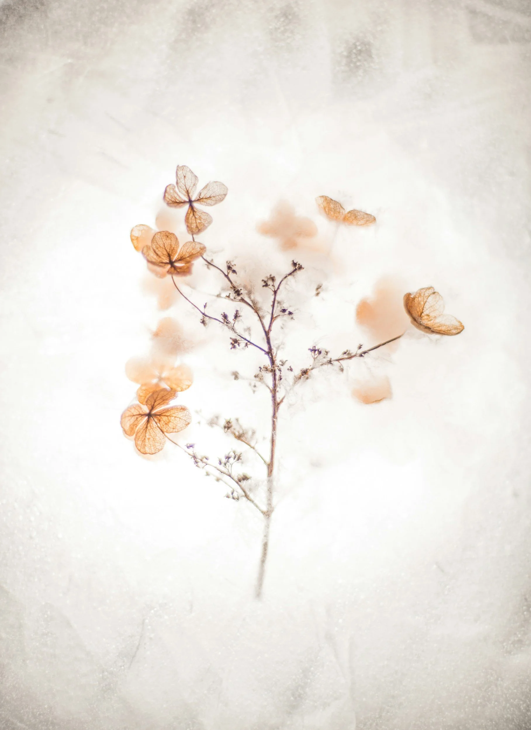 A dried plant with small delicate leaves and tiny flowers, photographed against a soft, neutral background.