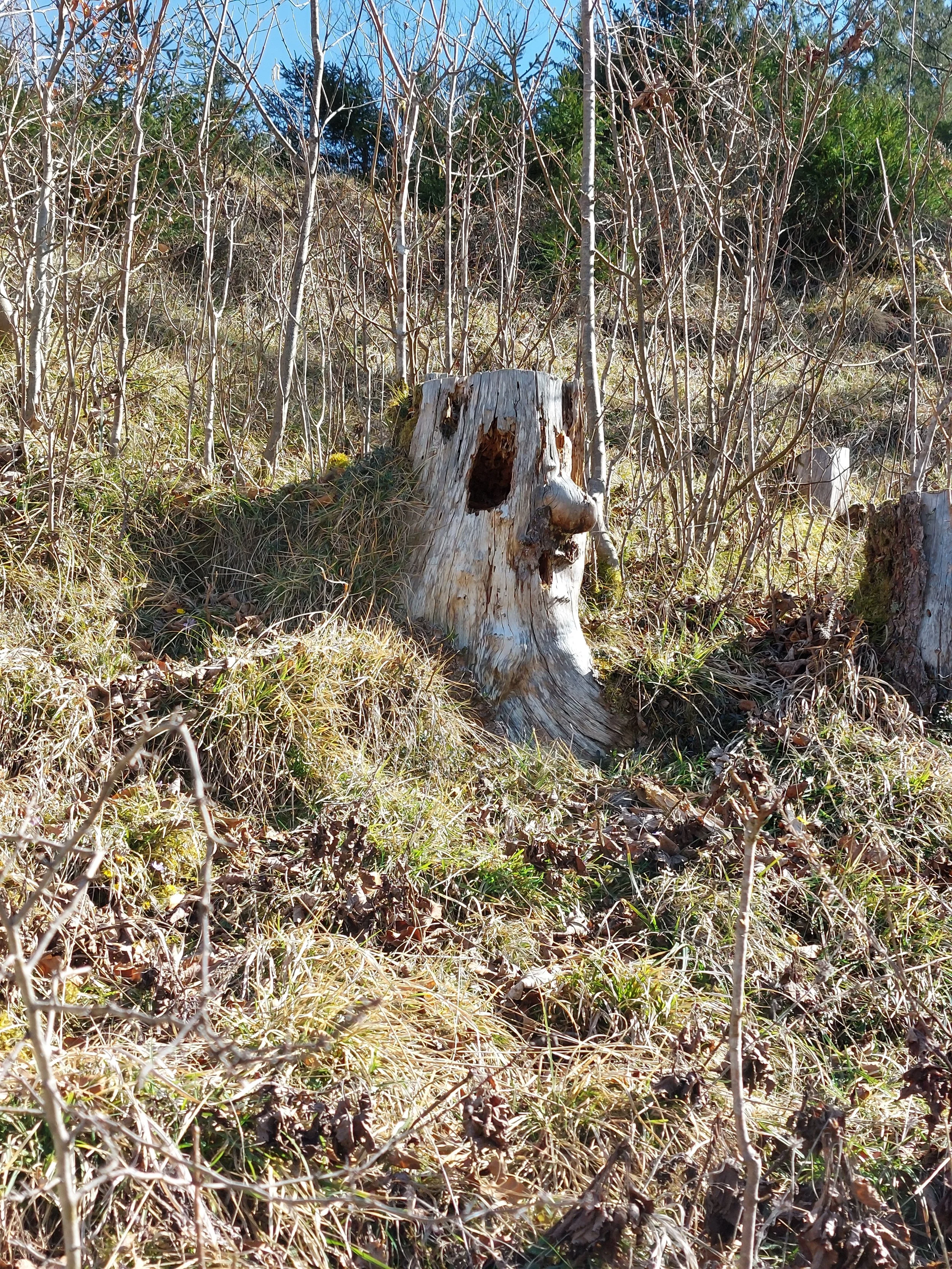 Teambuilding in der Natur