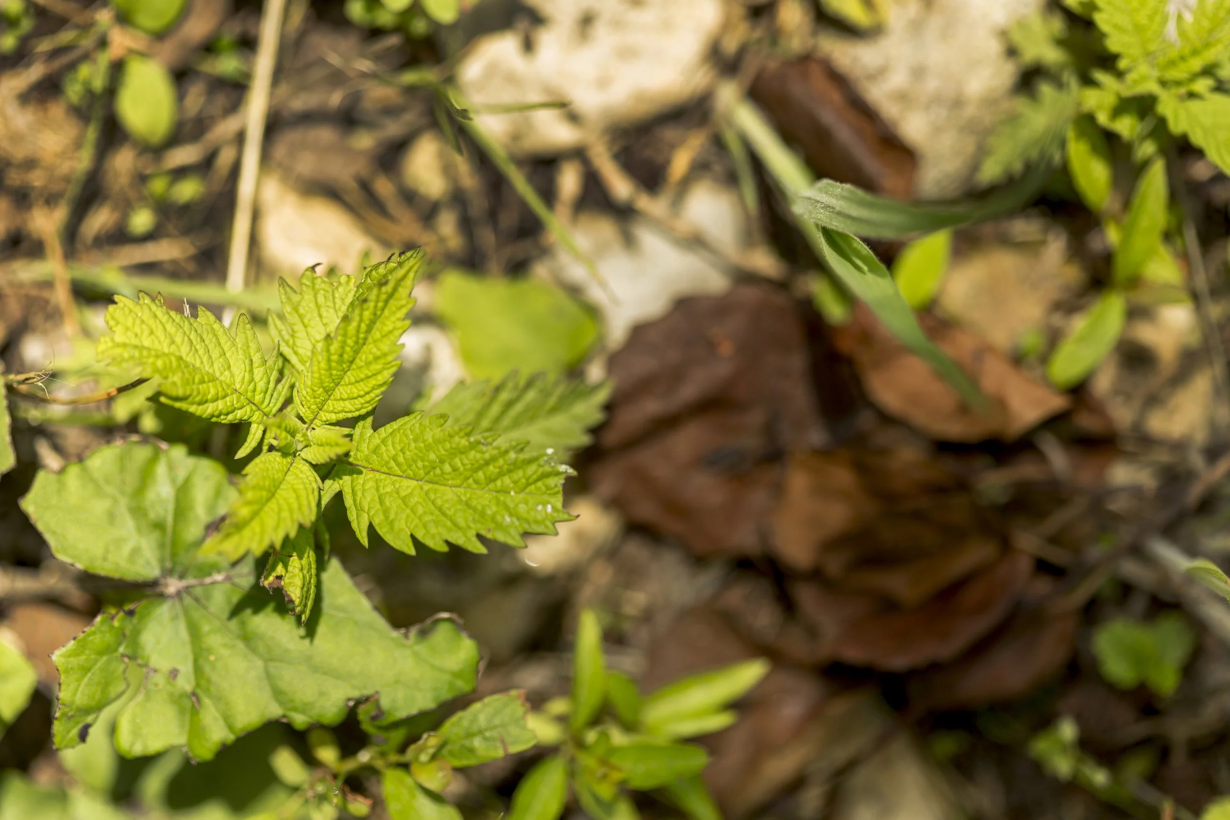Waldspaziergang mit Waldküche