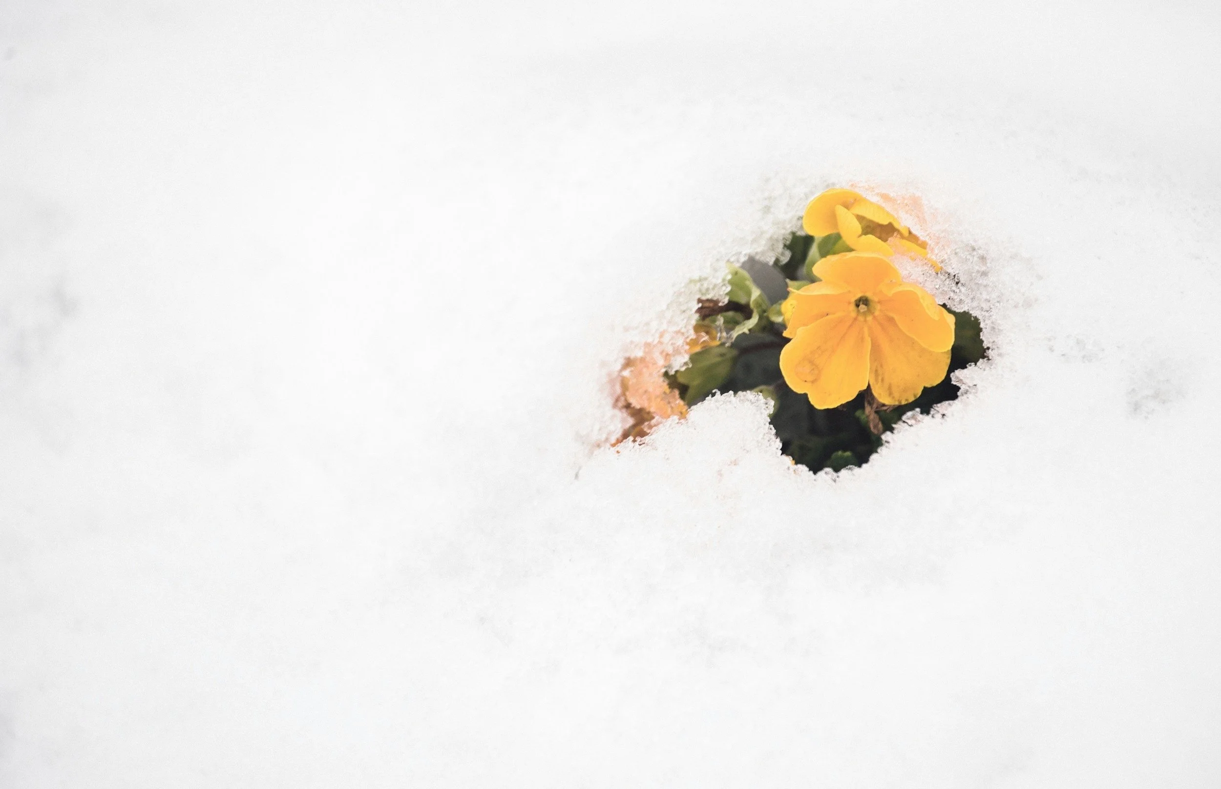 NO SCHOOL: Winter Break