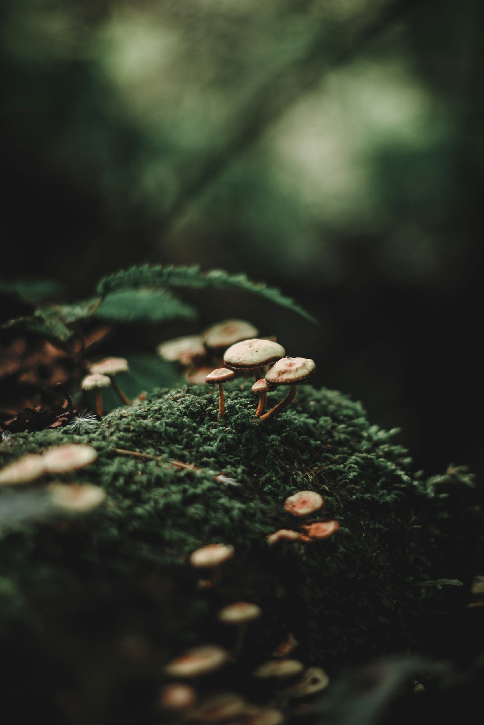 What People Are Often Surprised By During a Mushroom Journey