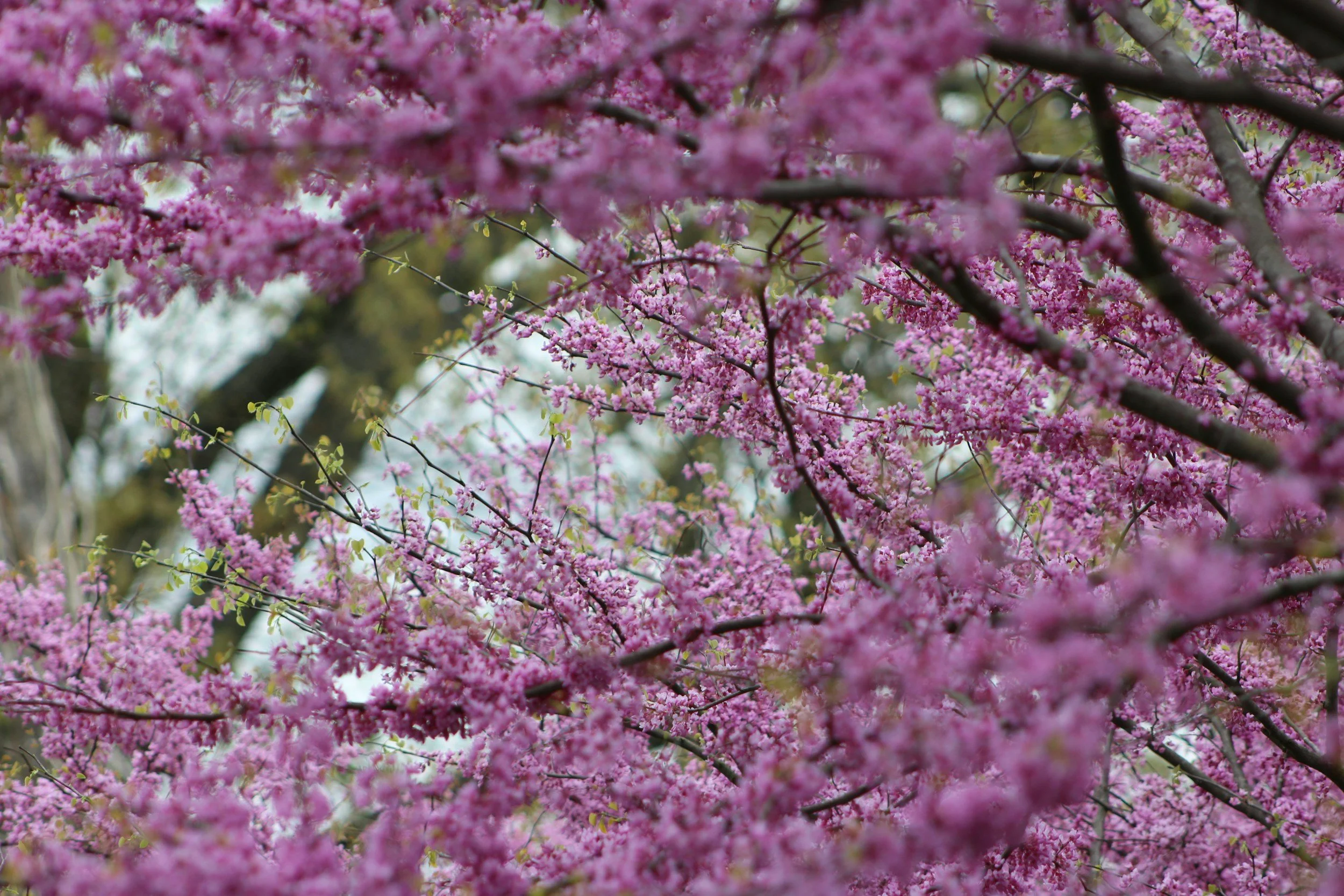 Our Top 5 Flowering Trees for Houston