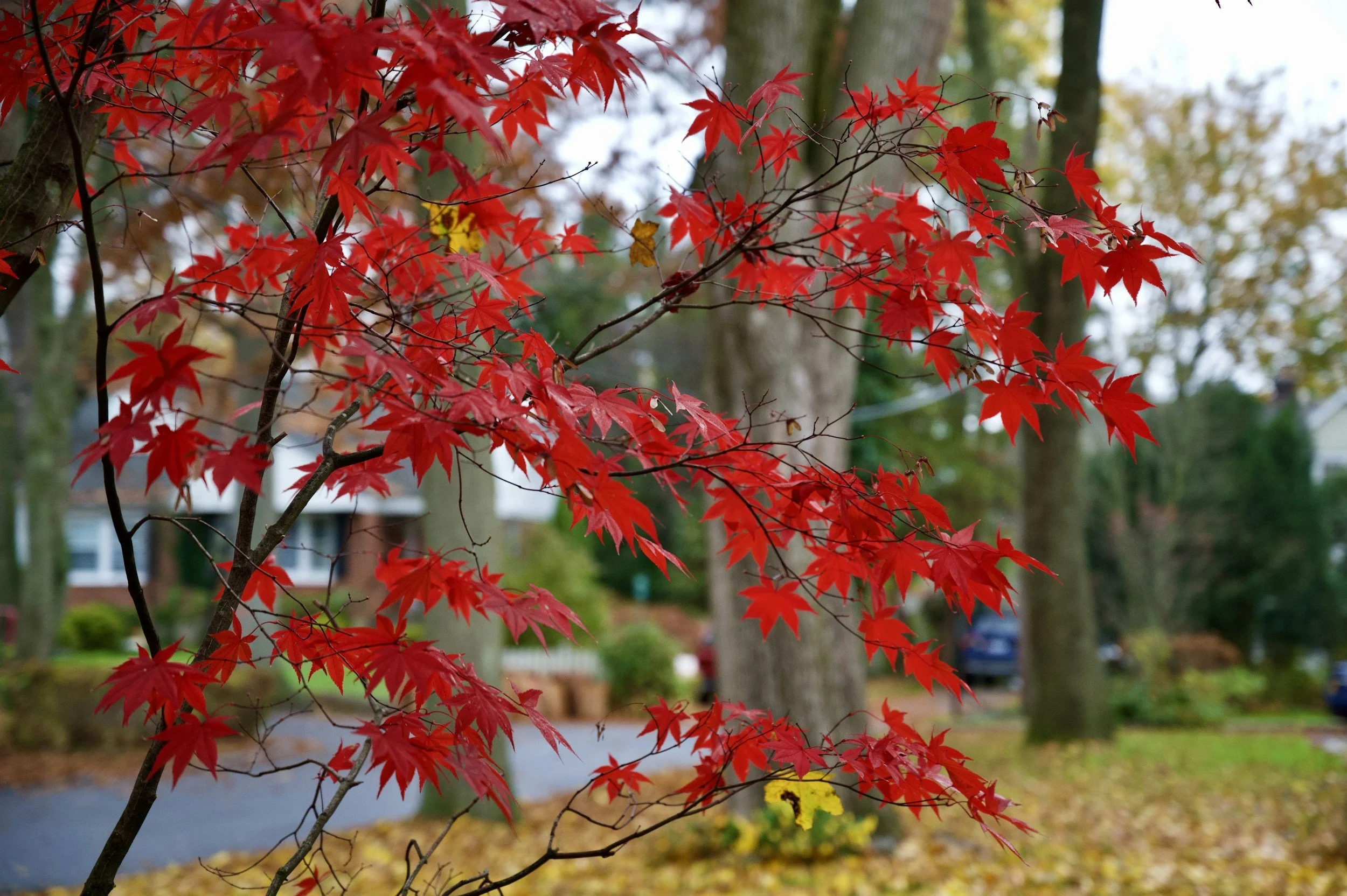 Planting Trees in Houston