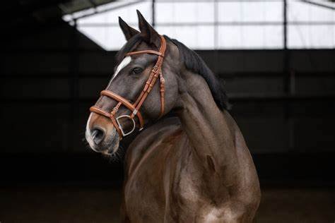 Stubben Pro‑Jump Bridle – Redwood, Full Size