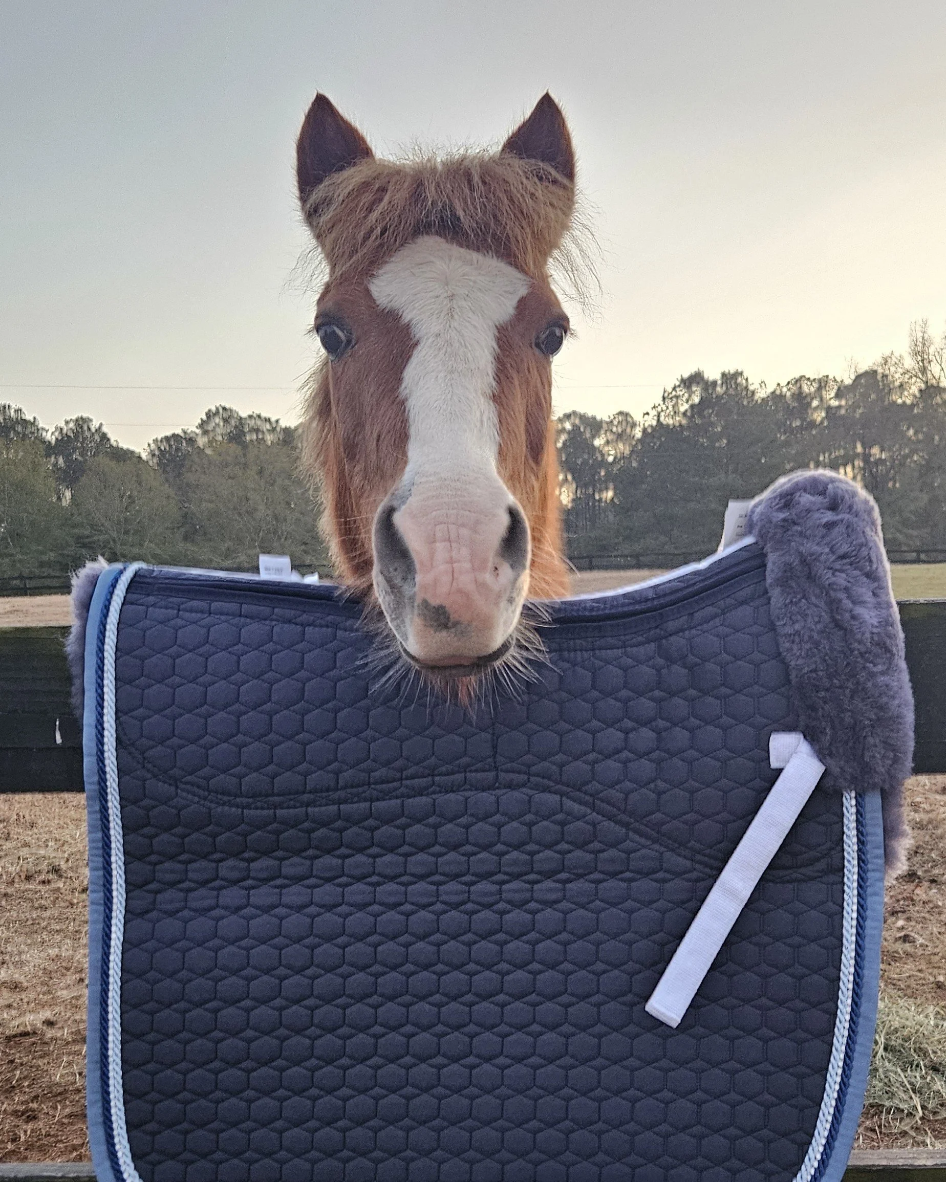 Brown pony looking curiouslyover a Mattes pad towards the audience