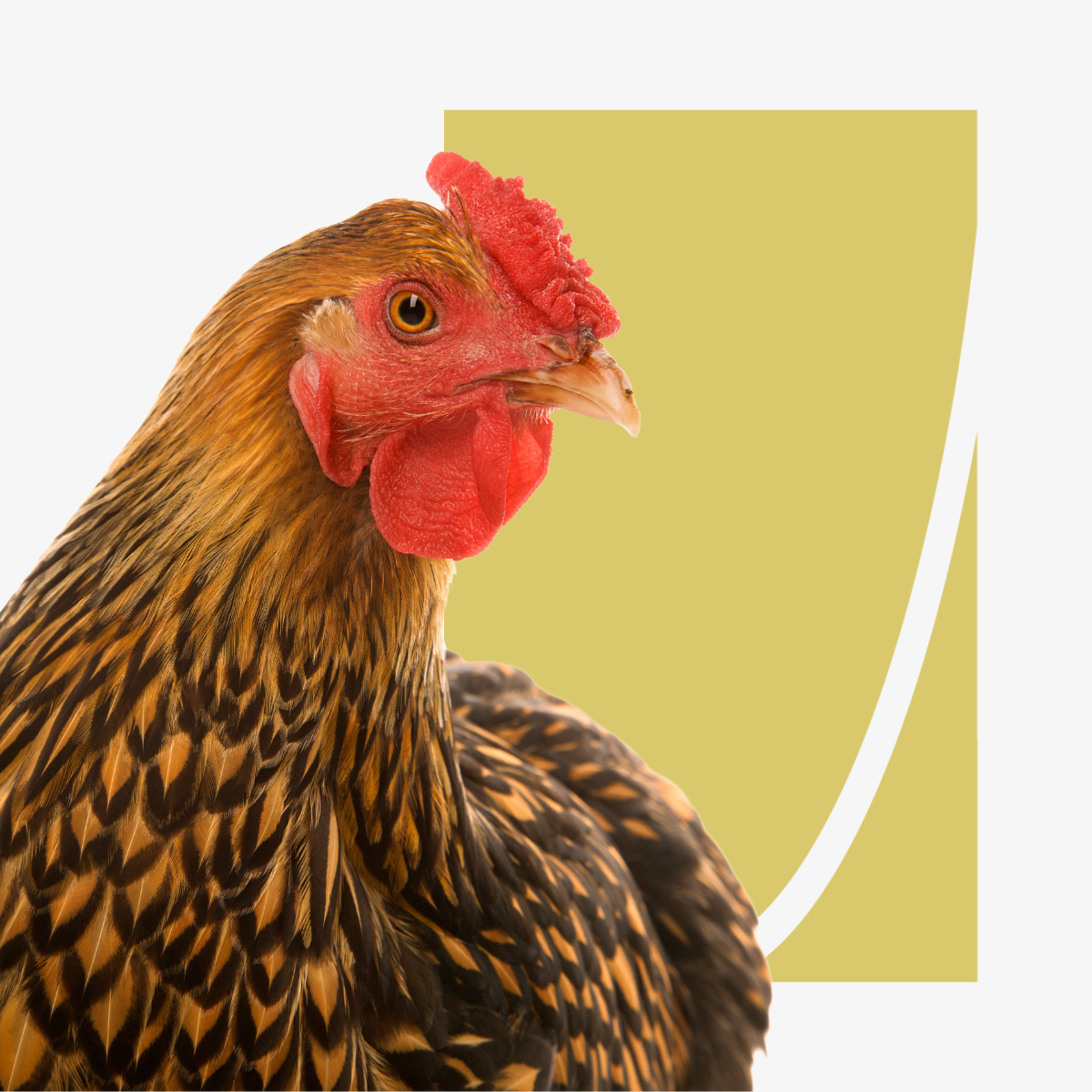 Price Spikes and Flock Shocks: Understanding the New Egg Economy