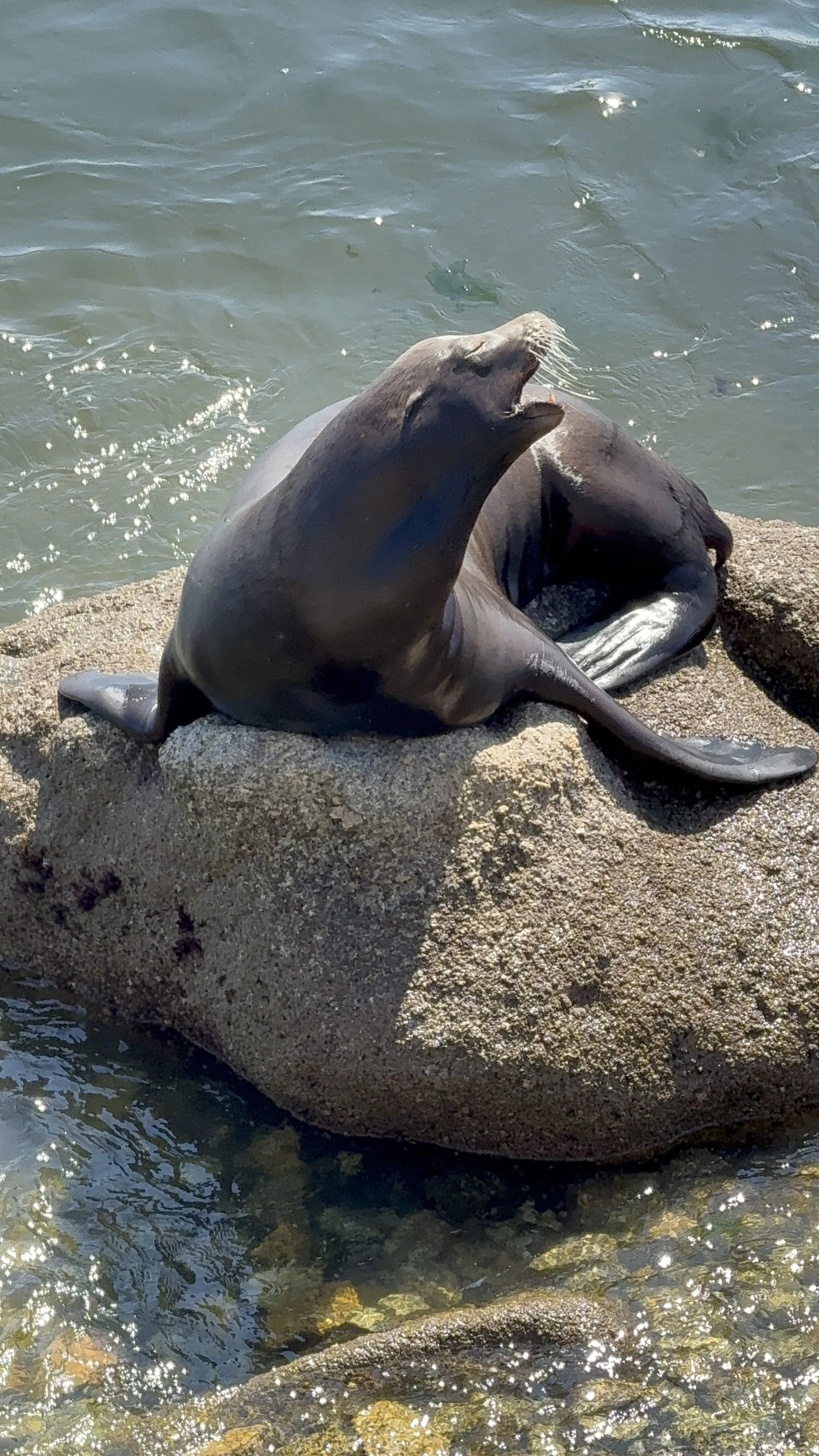 A sea lion resting on a large rock near the water, with one of its flippers raised and mouth open.