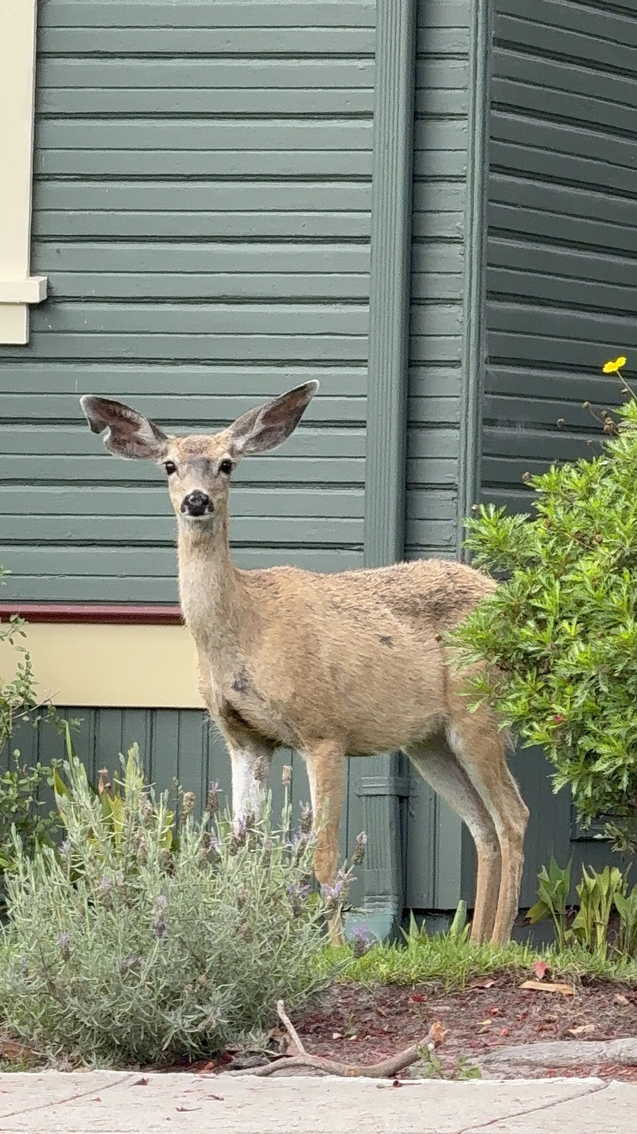 A young deer standing near a house with green siding, surrounded by plants and shrubs.