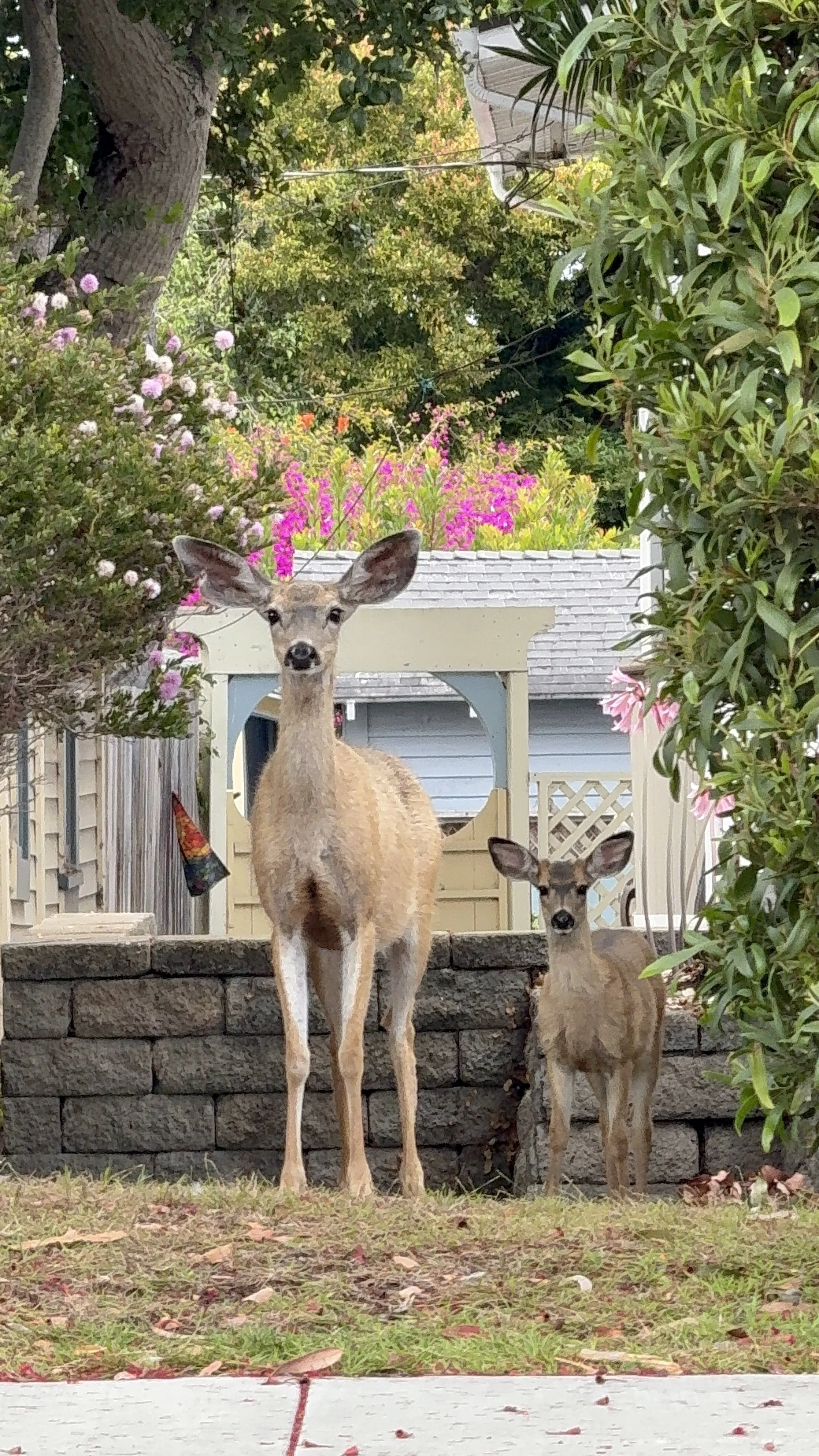 Two deer, one adult and one young, standing outdoors in a garden with lush green trees and colorful flowering plants in the background.